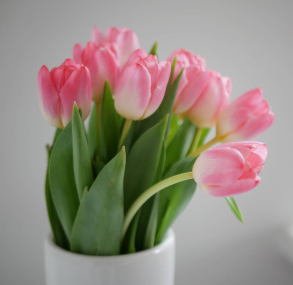 Pretty Pink Tulips White Ceramic Vase Background