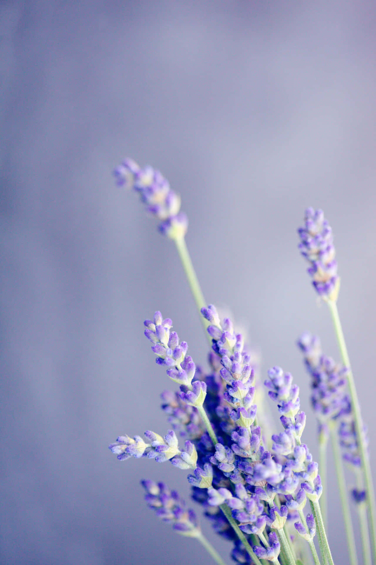Pretty Purple English Lavender Stalks Background