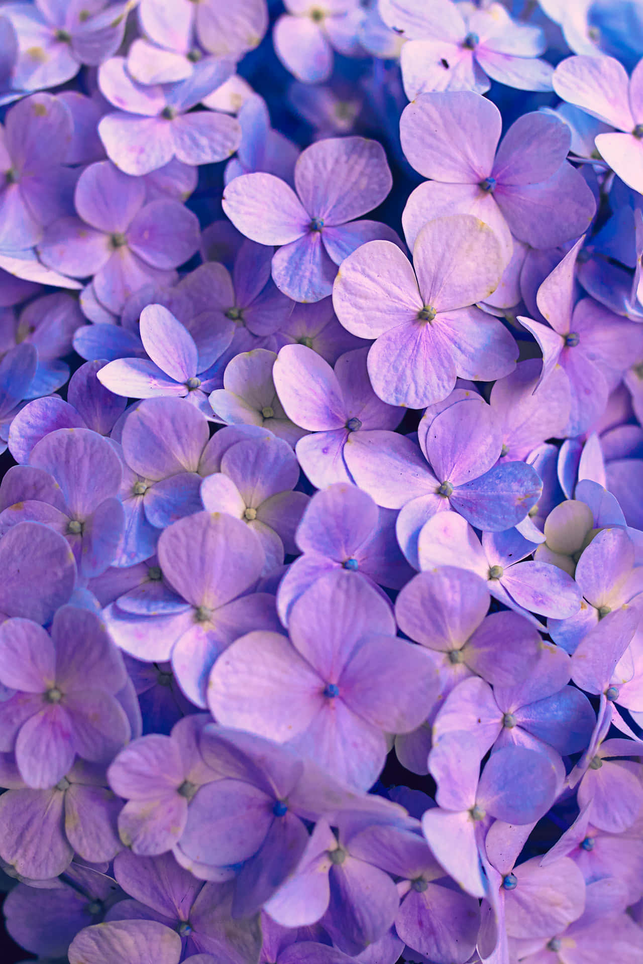 Pretty Purple Hydrangeas With Some Blue Petals Background