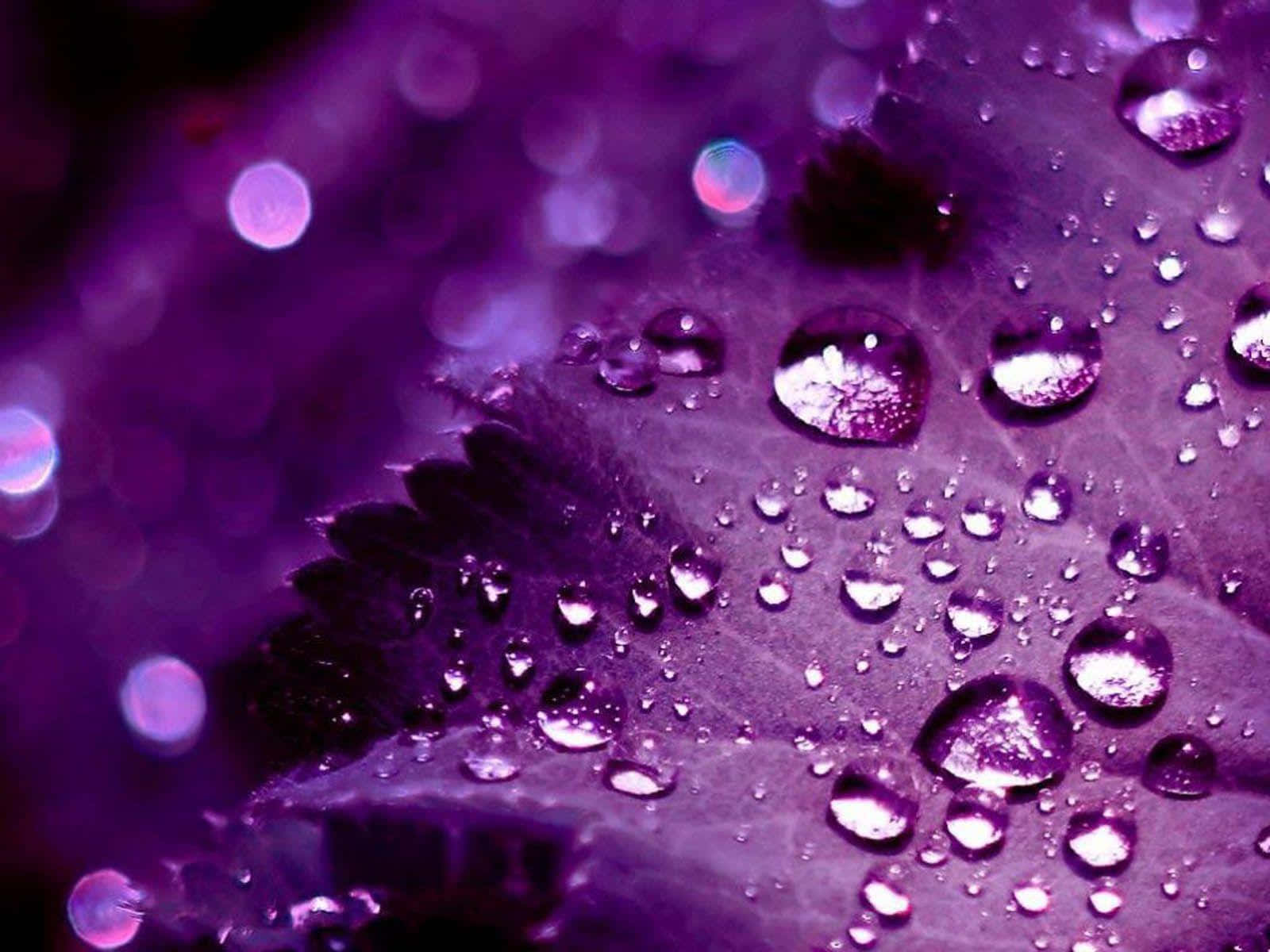 Pretty Purple Leaf With Water Droplets Background