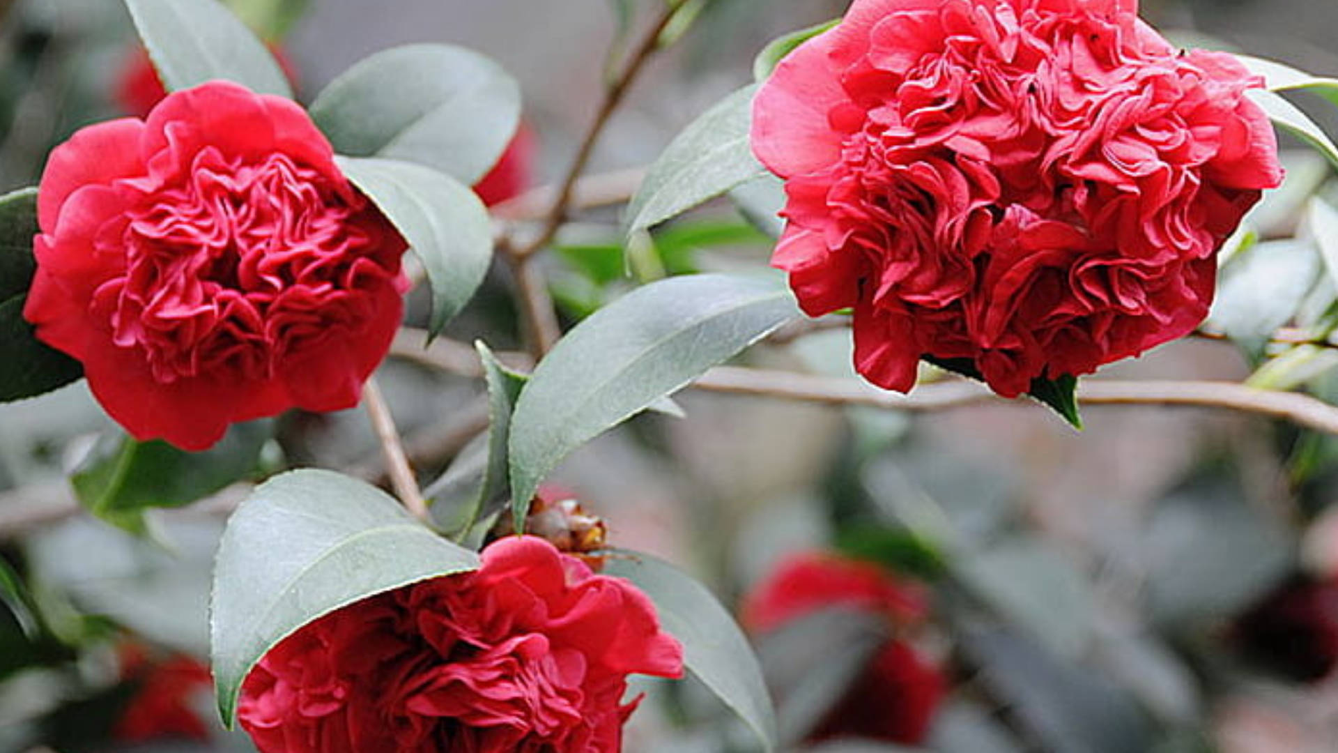 Pretty Red Camellia Sasanqua Background