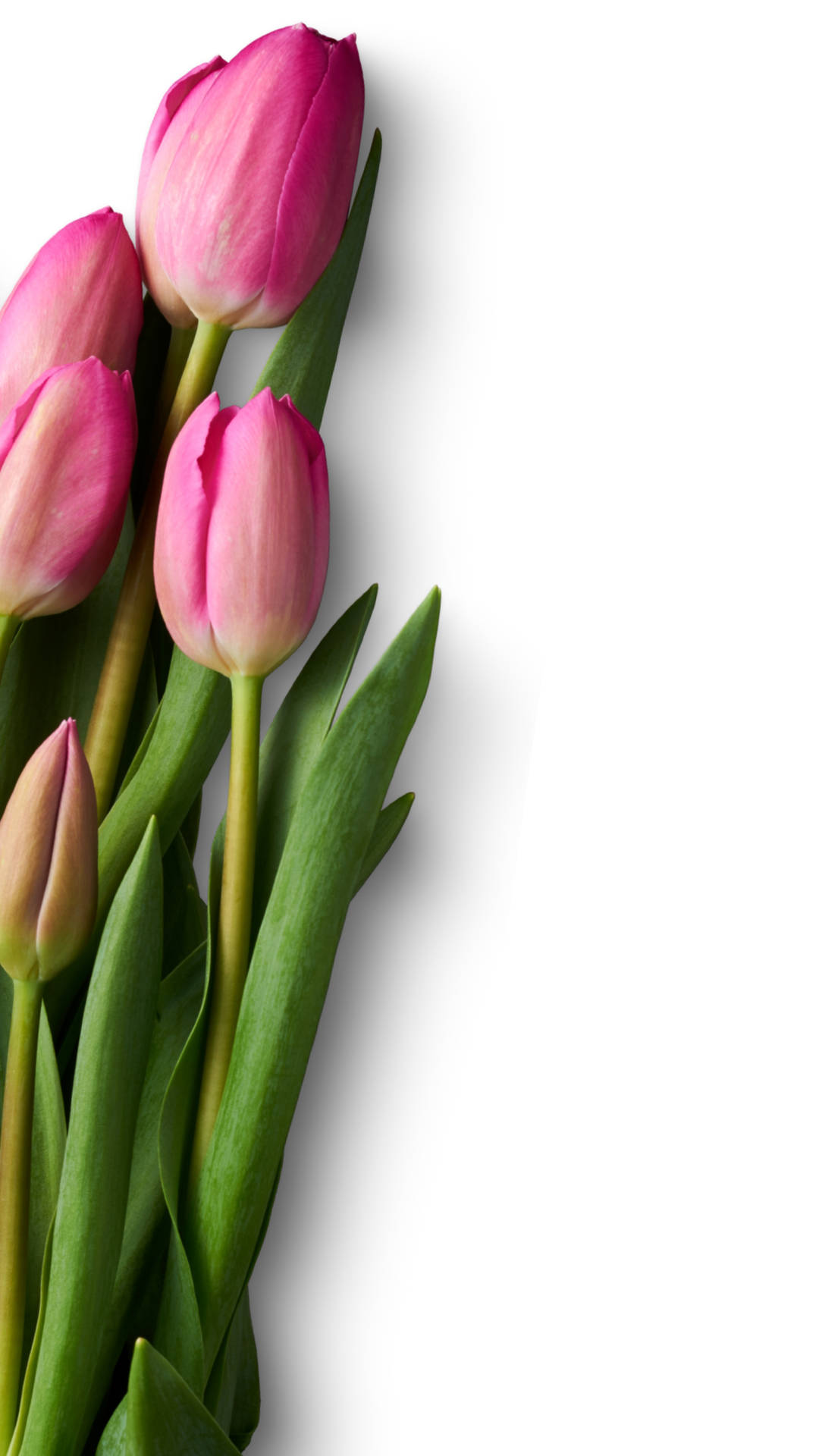 Pretty Rose-pink Tulips Background