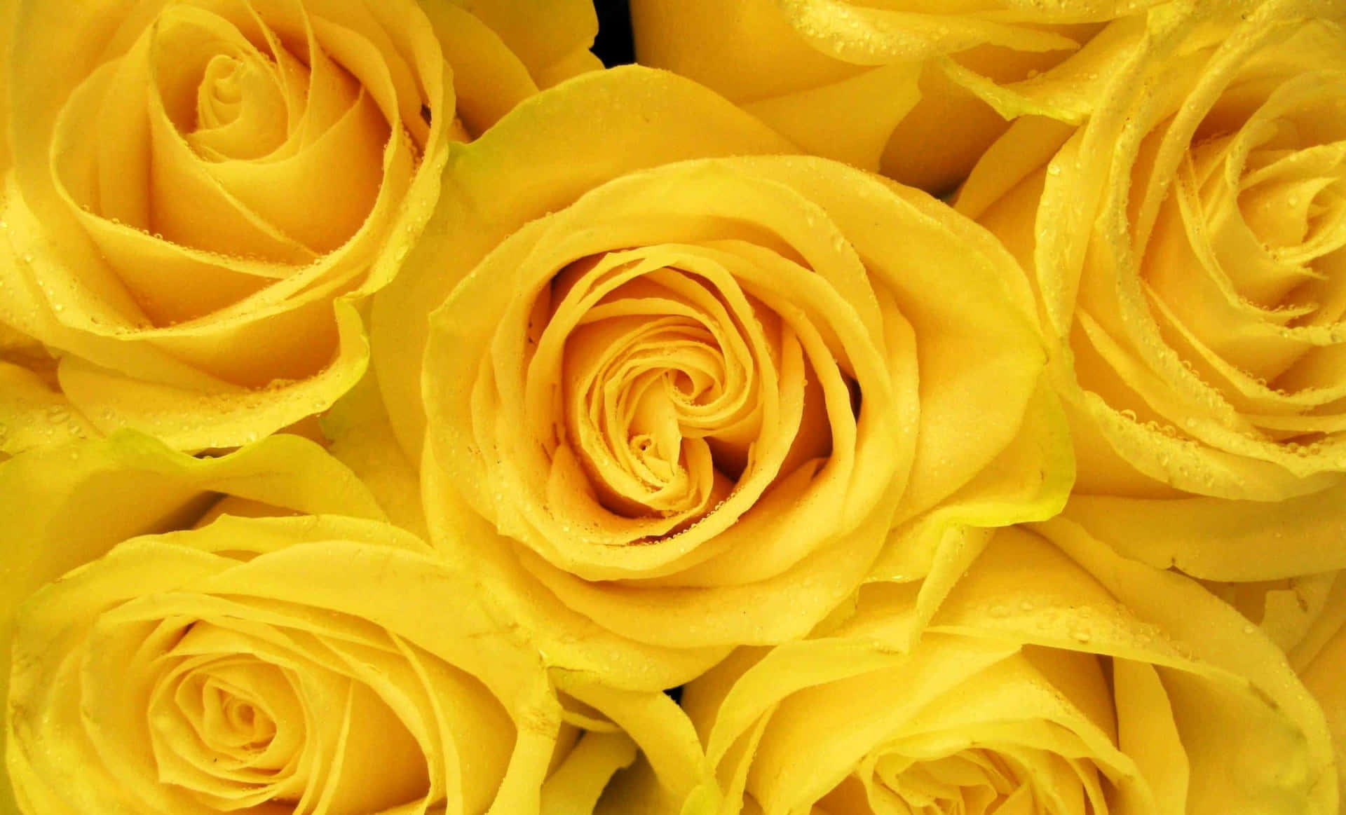 Pretty Roses In Yellow Aesthetic Desktop
