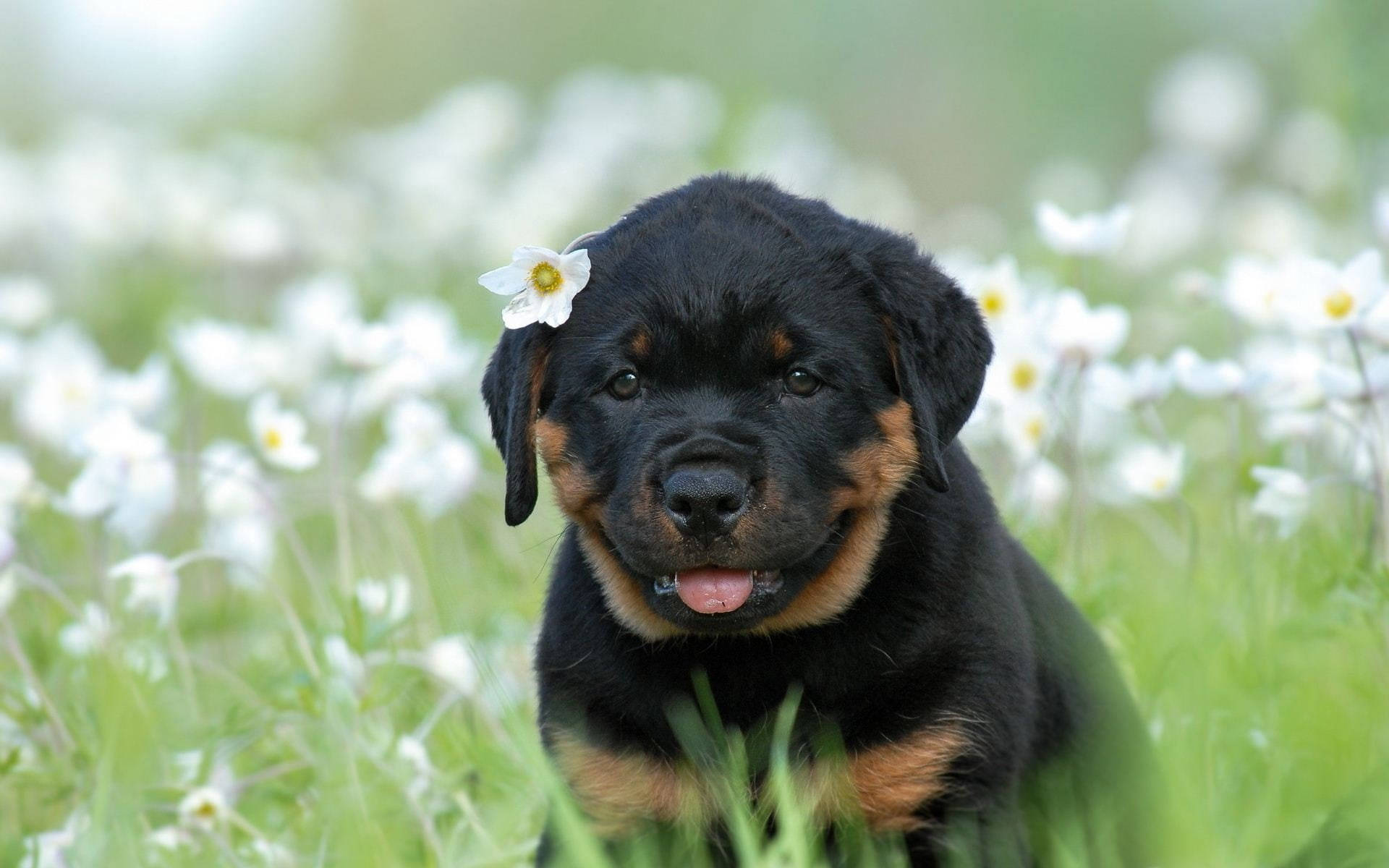 Pretty Rottweiler Puppy Background