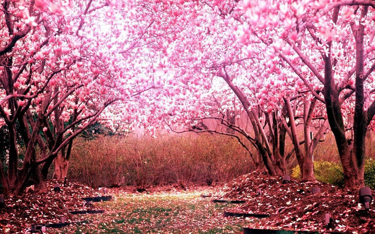 Pretty Sakura Forest