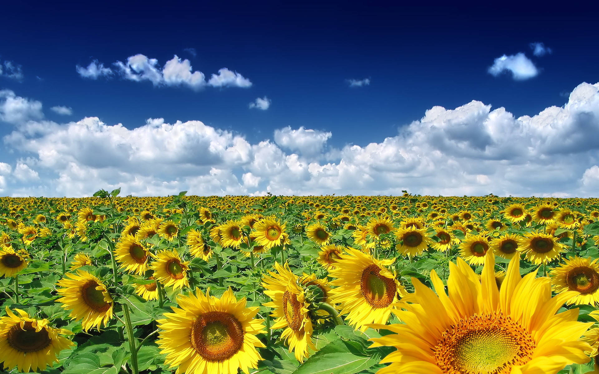 Pretty Sky Sunflowers Spring Computer Background