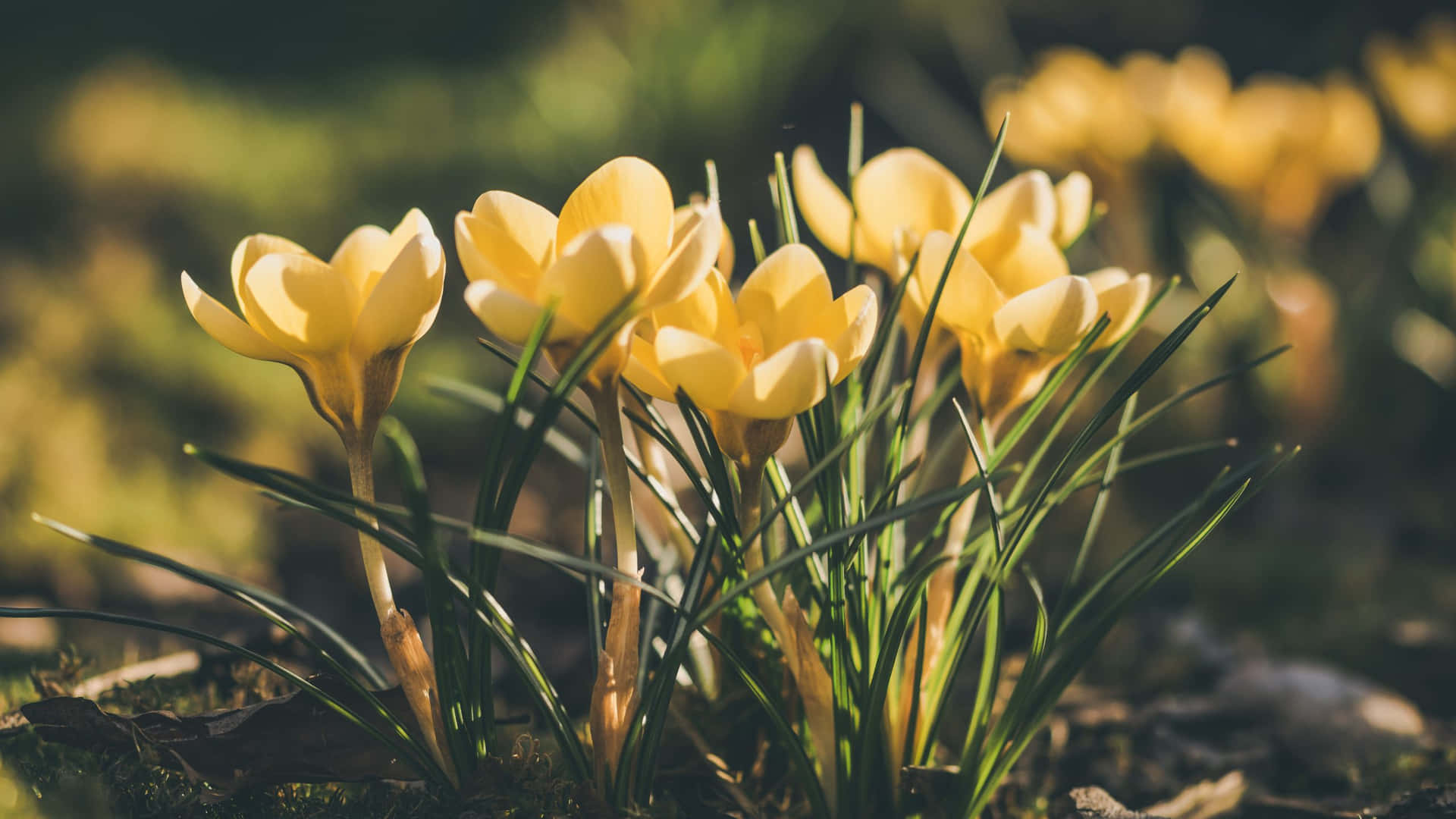 Pretty Snow Crocus In Yellow Aesthetic Flower Desktop