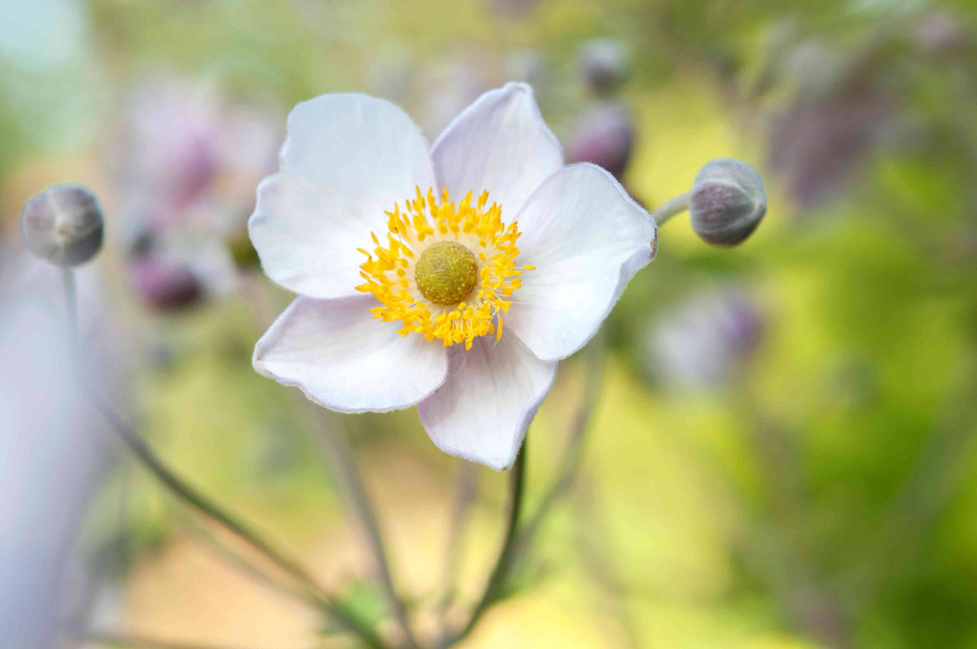 Pretty White Anemone Flower Background