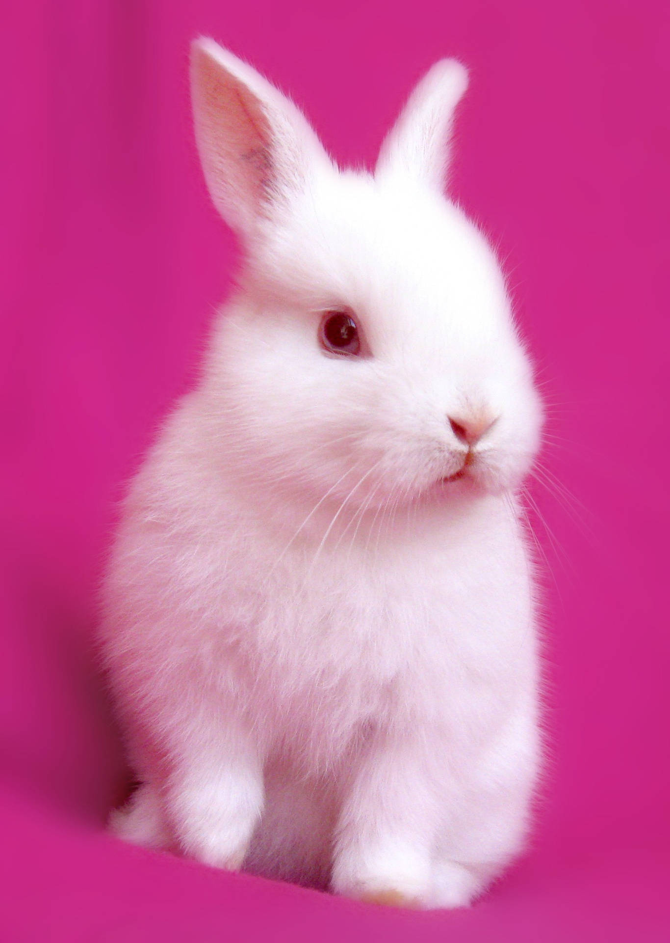 Pretty White Baby Bunny