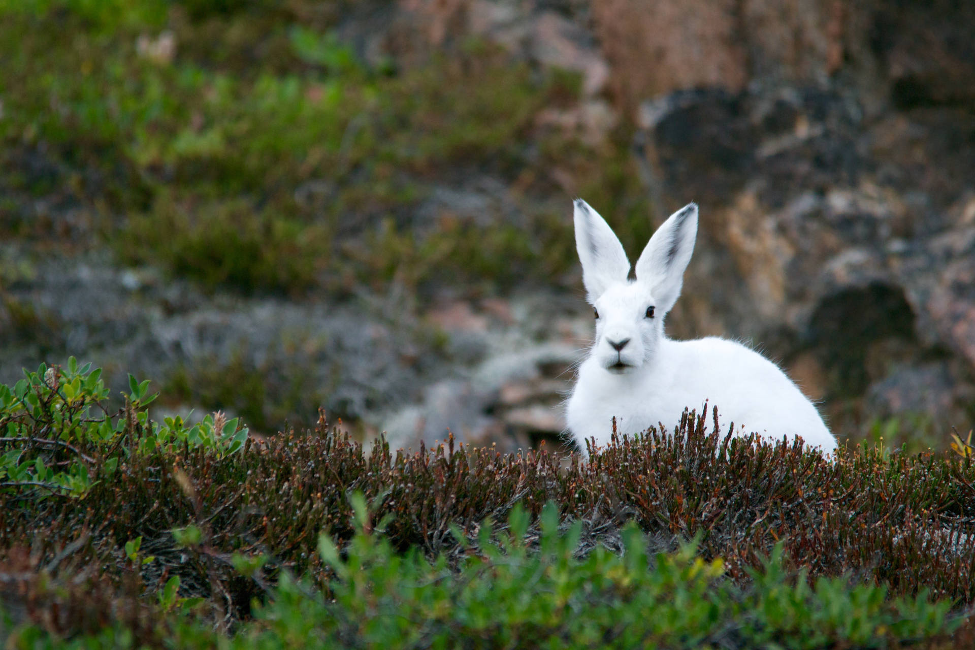 Pretty White Bunny Background