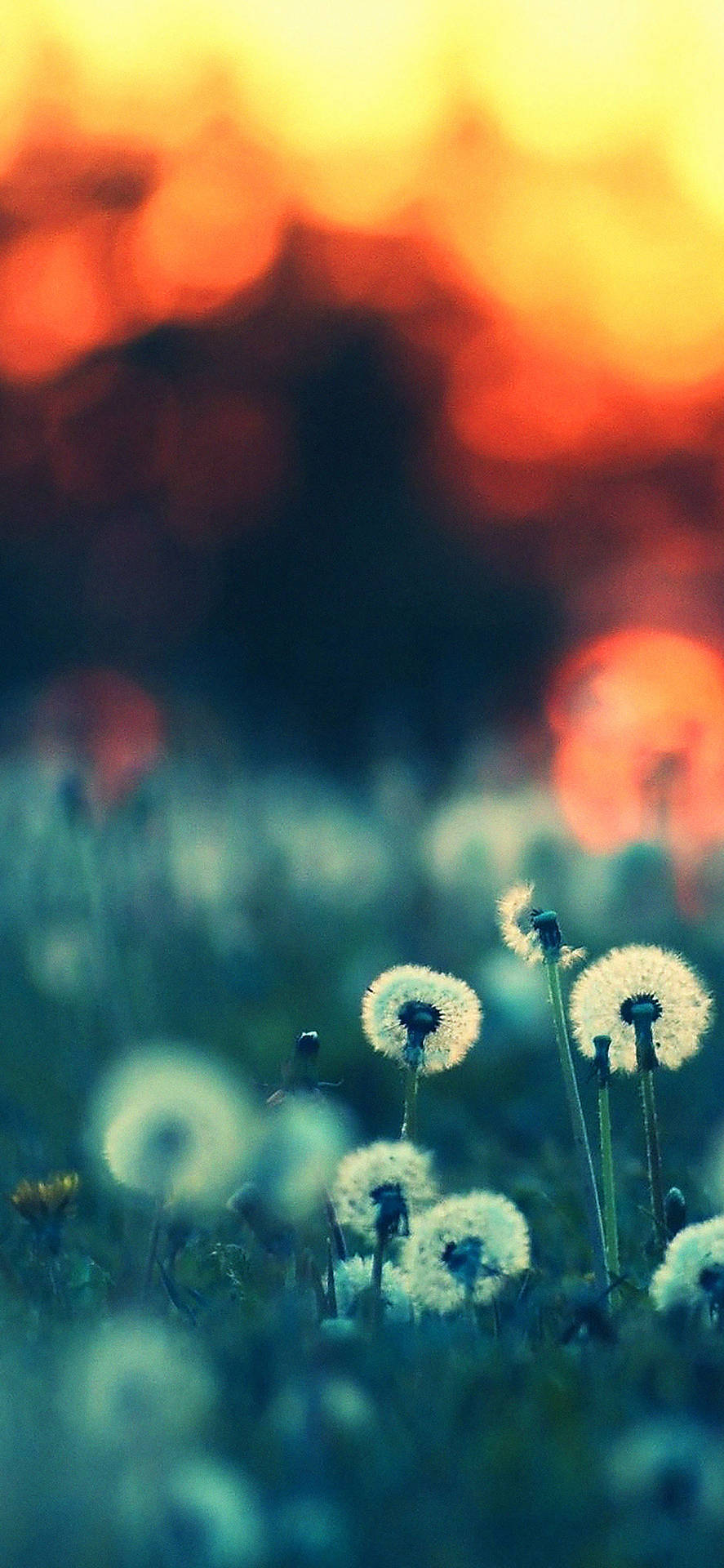 Pretty White Dandelion Flowers Background