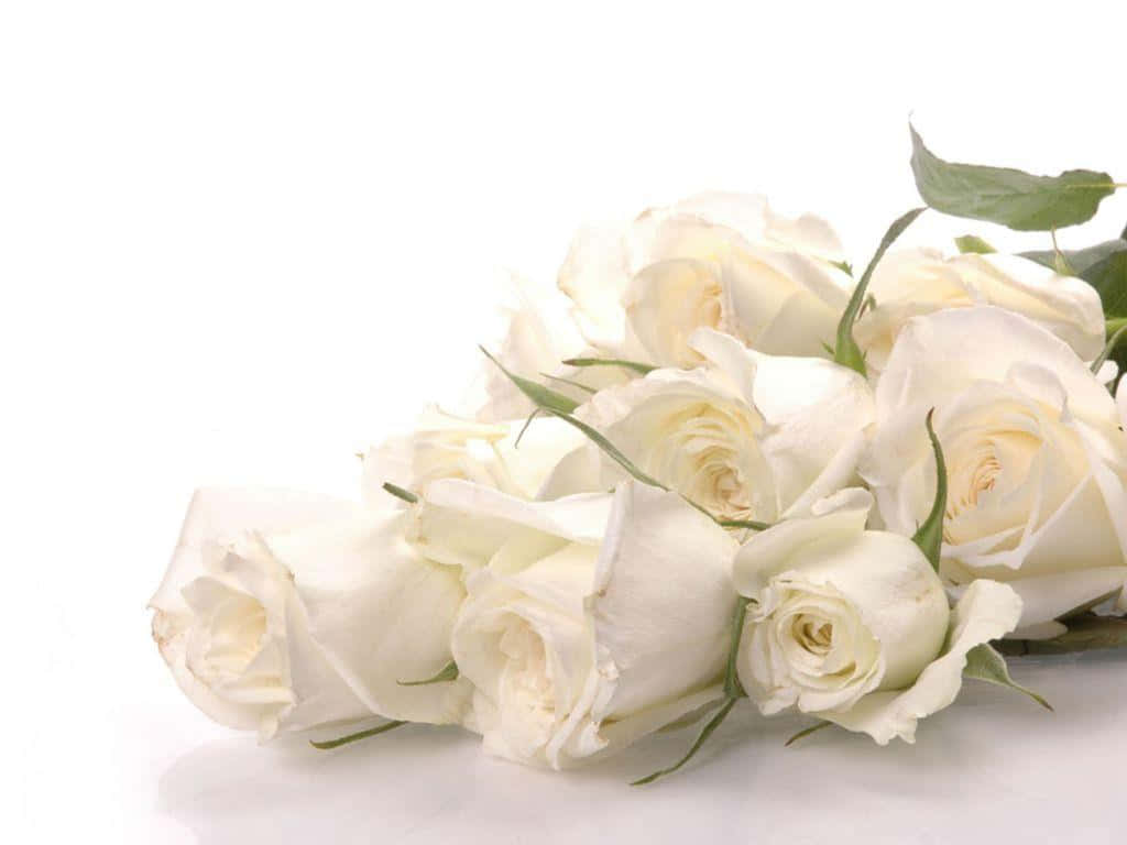 Pretty White Rose Flowers