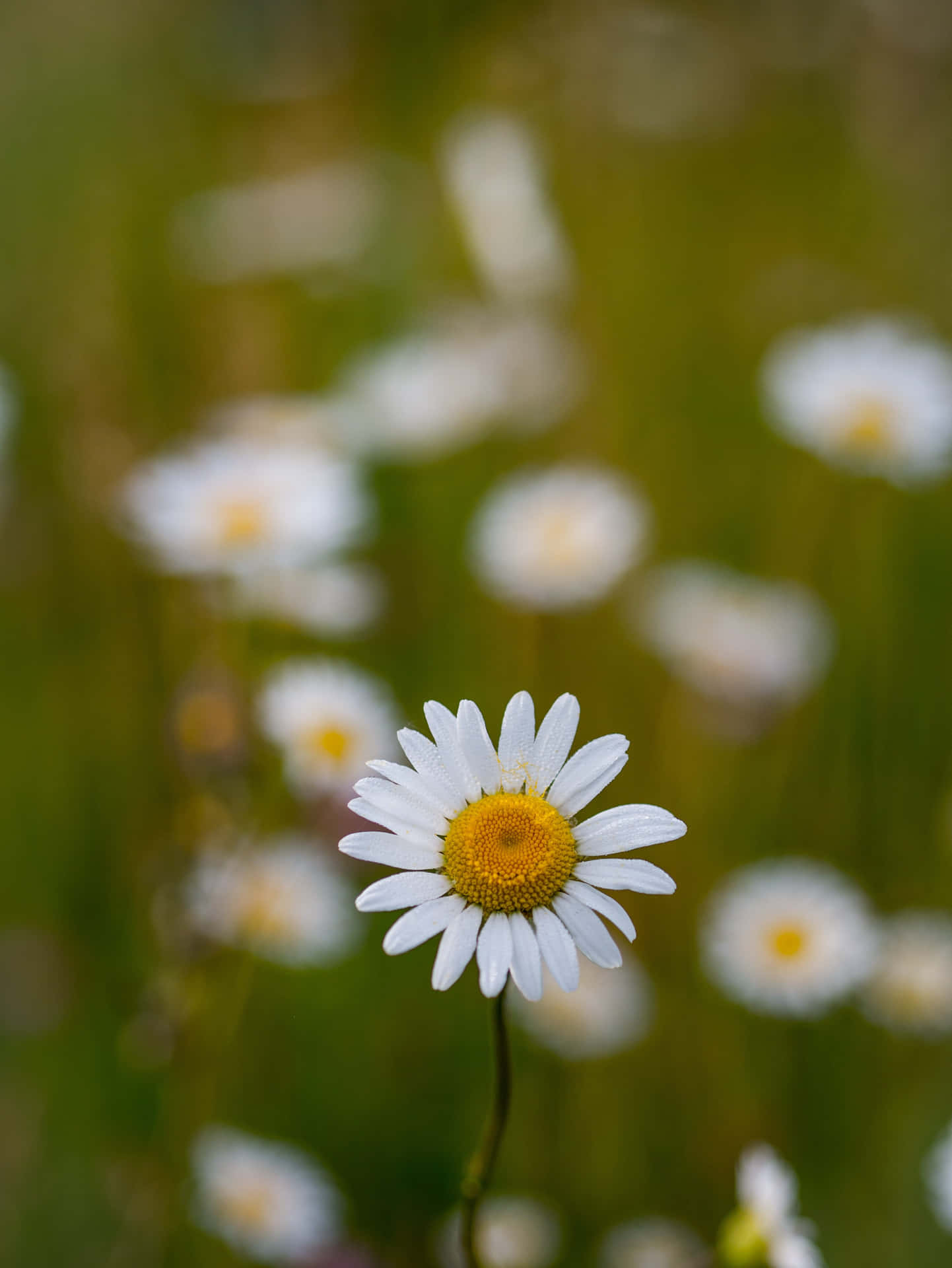 Pretty White Spring Daisy Iphone Background