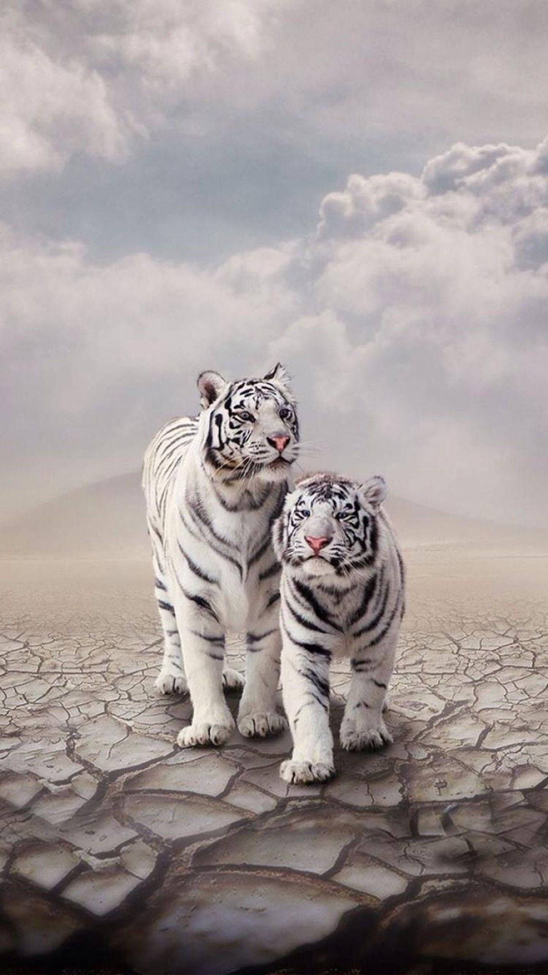 Pretty White Tigers Lock Screen Background