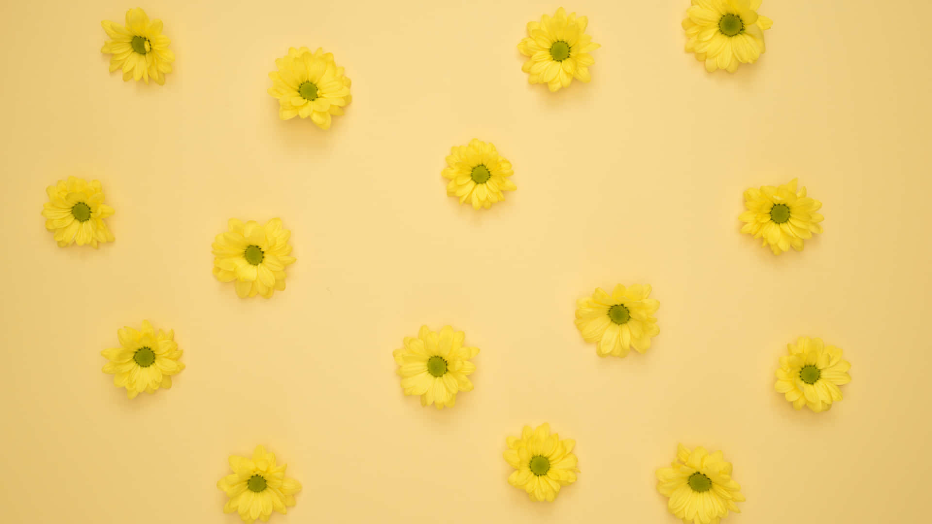 Pretty Yellow Aesthetic Flower Desktop