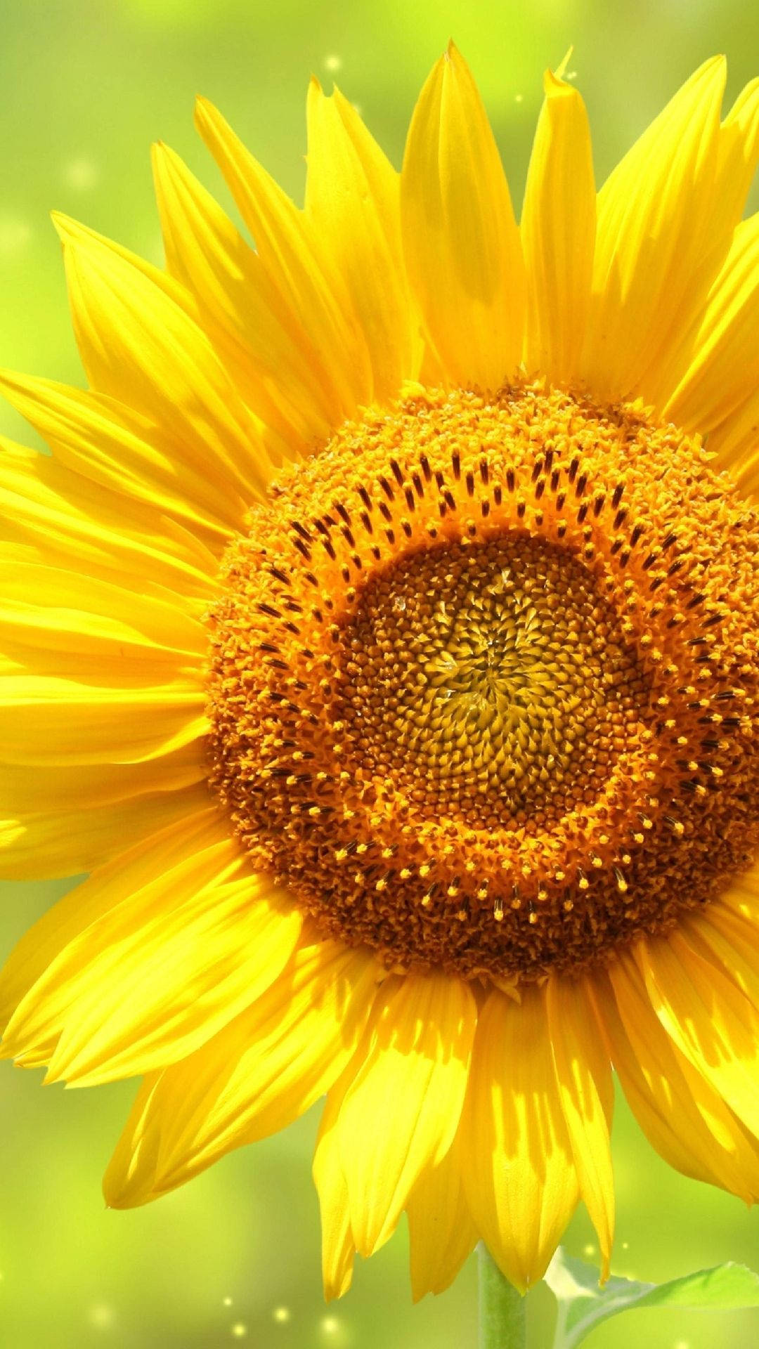 Pretty Yellow Sunflower Iphone Background