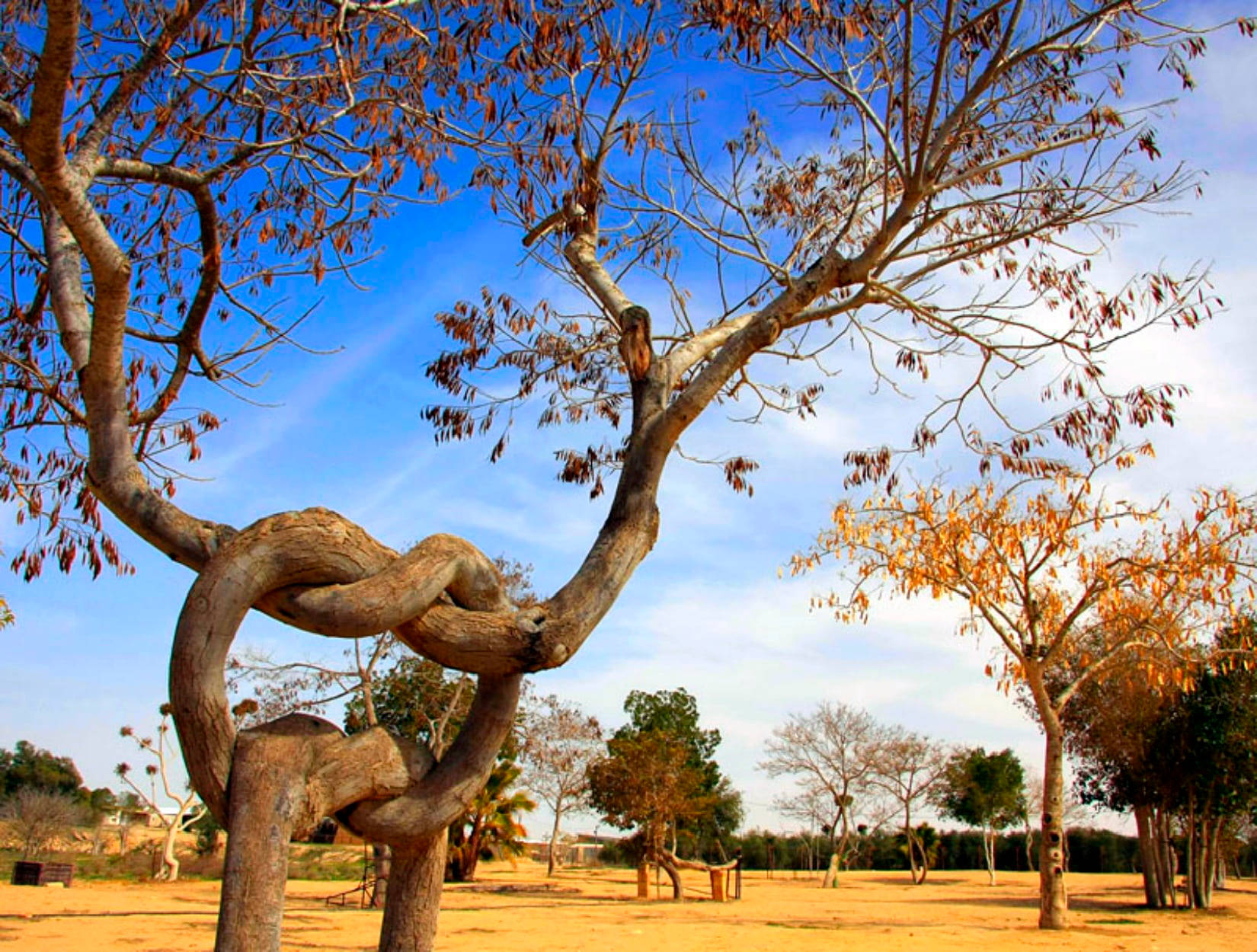 Pretzel-shaped Tree