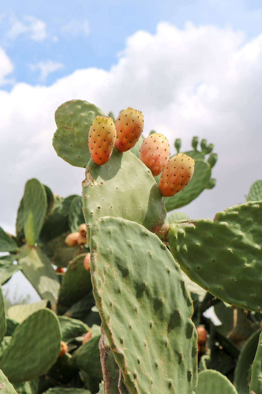 Prickly Pear Barbary Plant