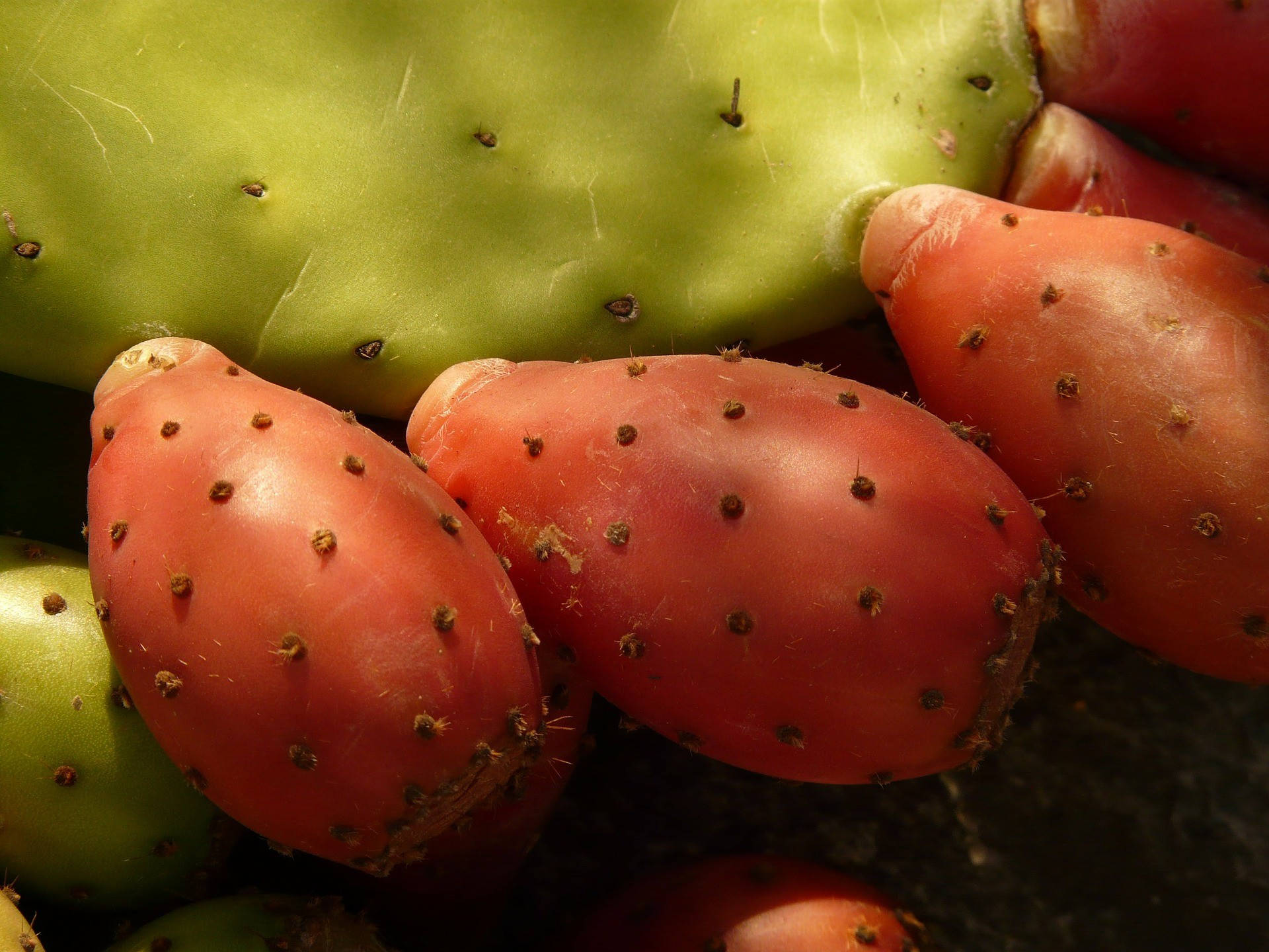 Prickly Pear Cactus Fig