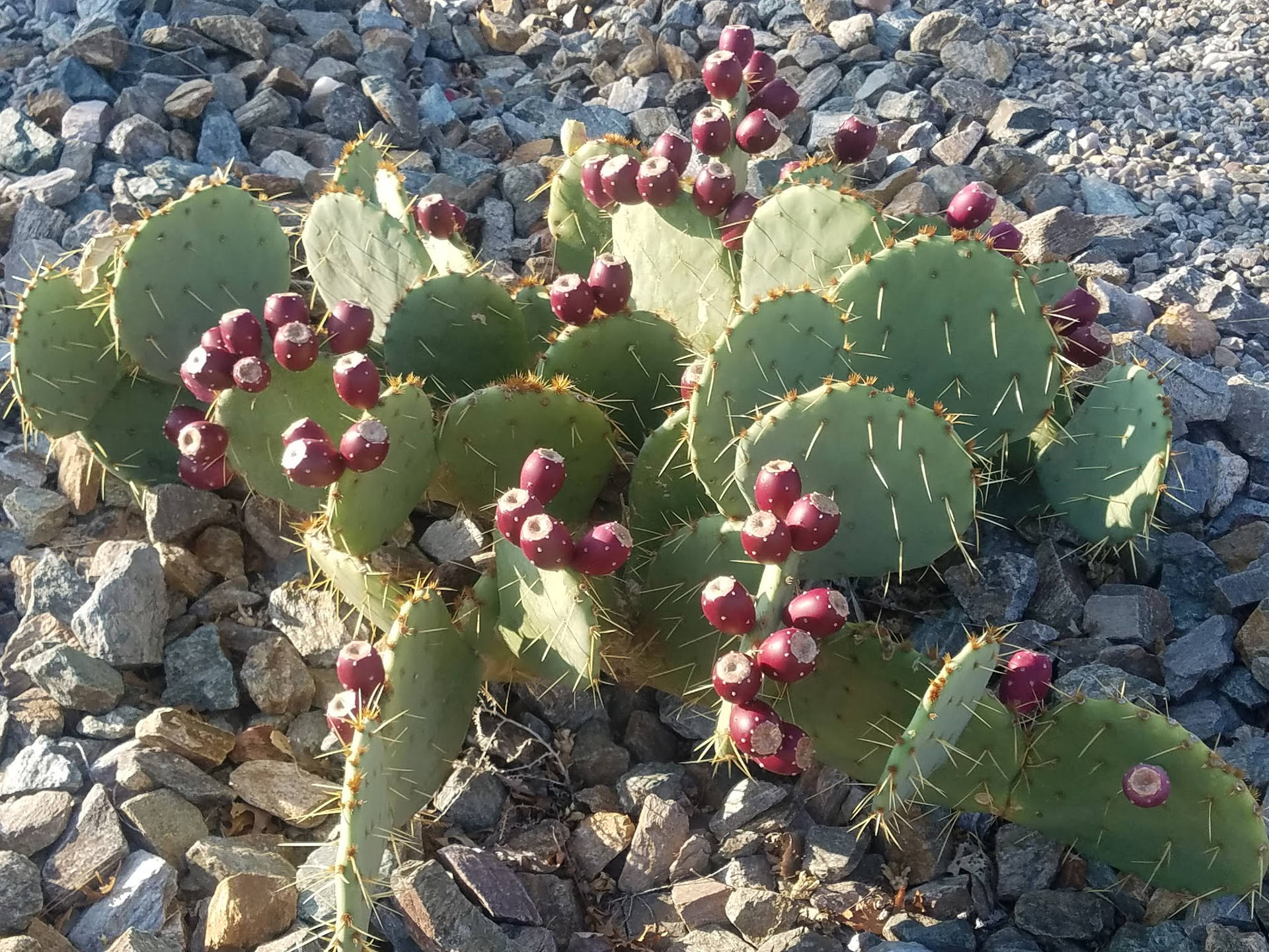 Prickly Pear Coastal Cactus