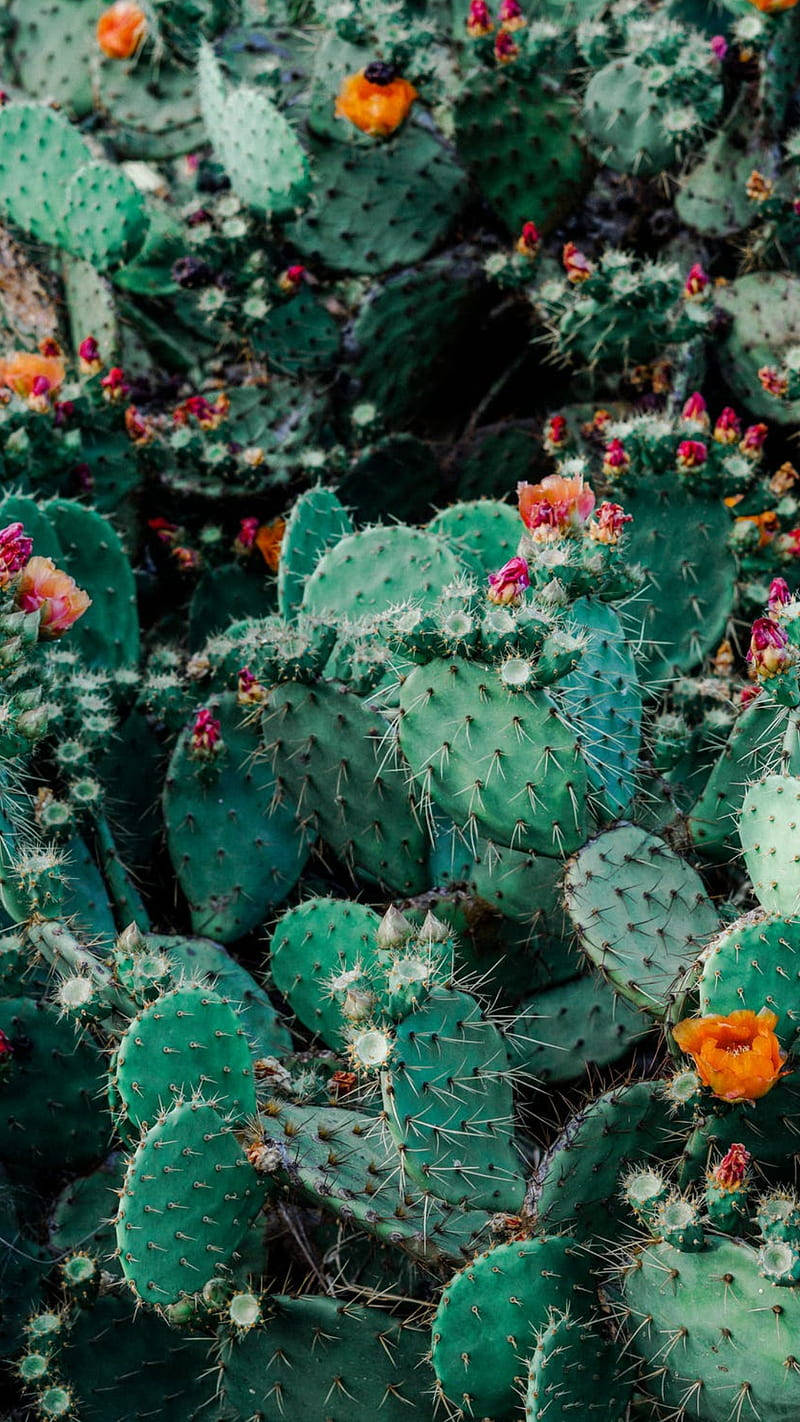 Prickly Pear Flower Cactus Garden