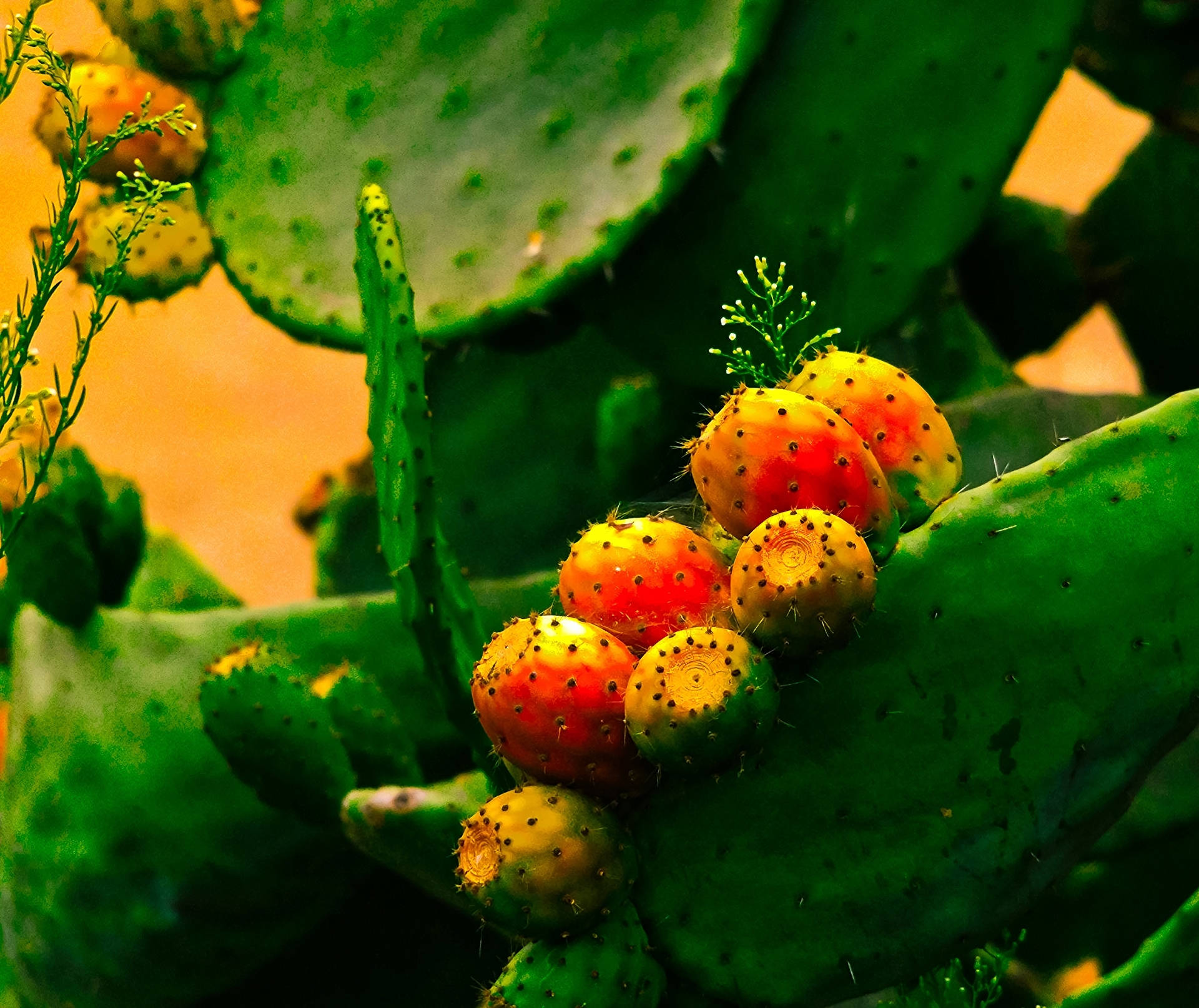 Prickly Pear Opuntia Ficus