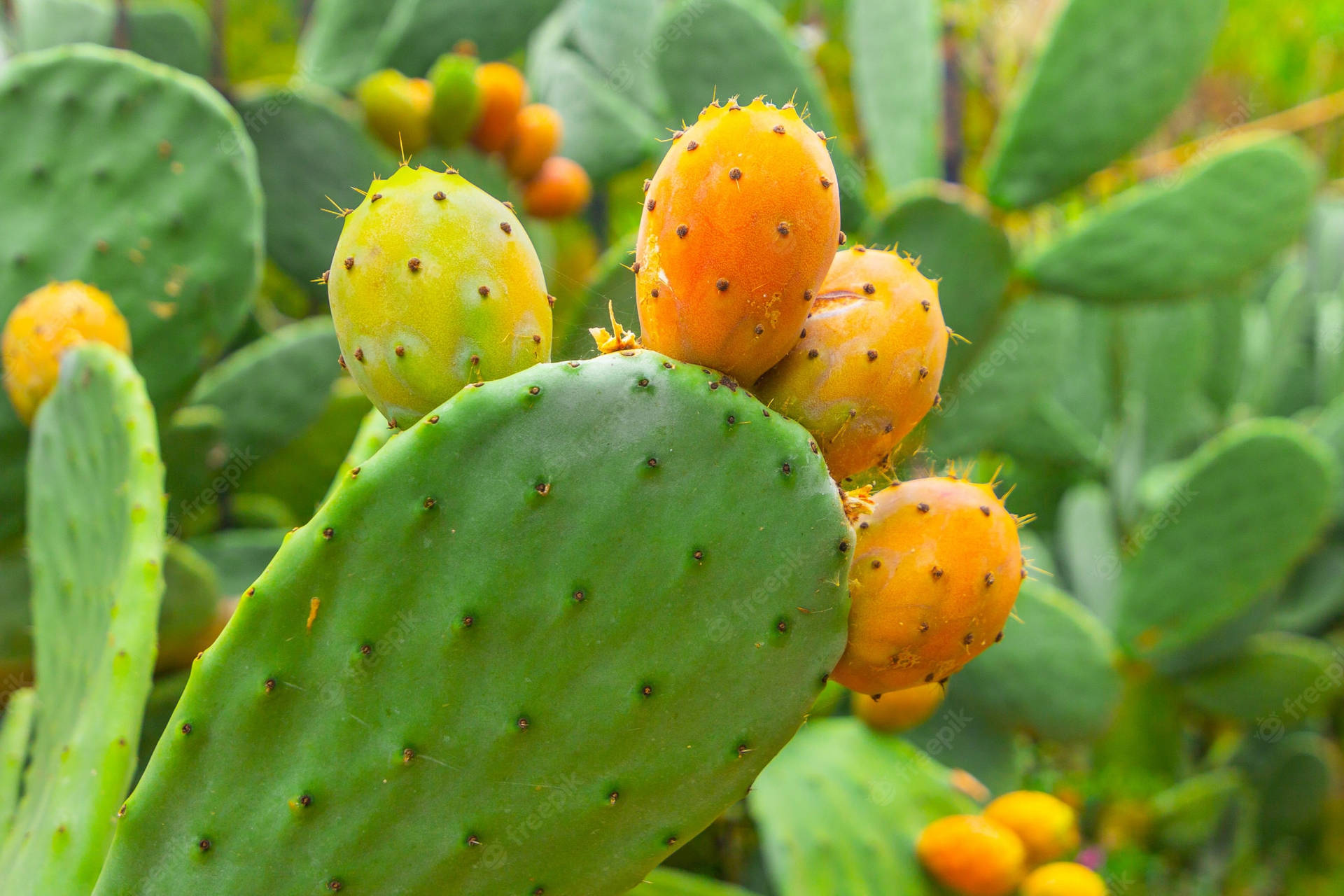 Prickly Pear Orange Fruit Cactus