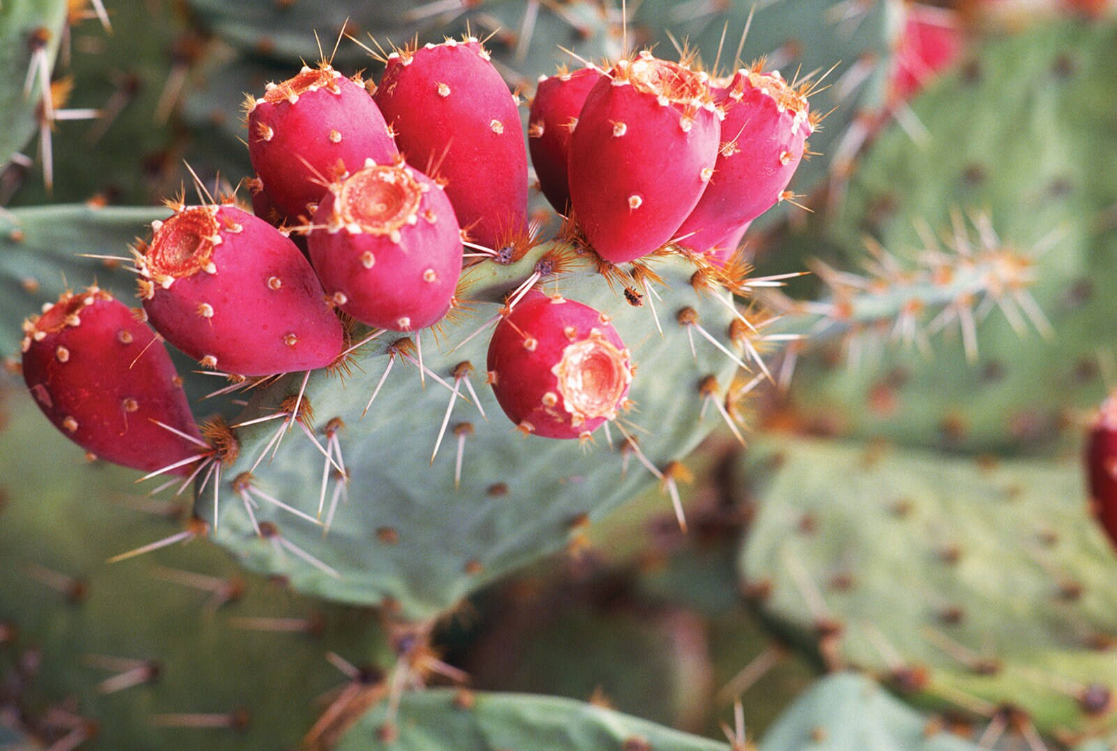 Prickly Pear Picking Season