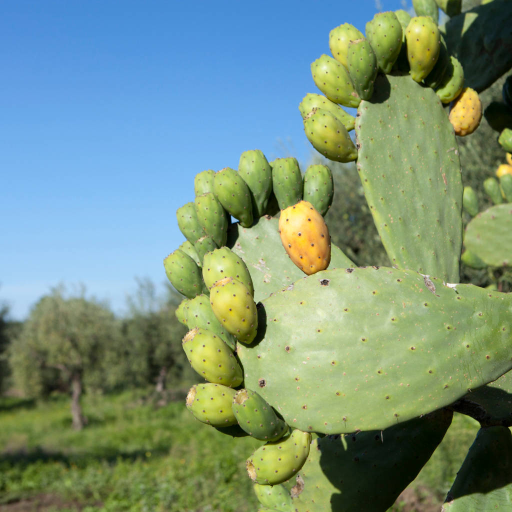 Prickly Pear Sunshine