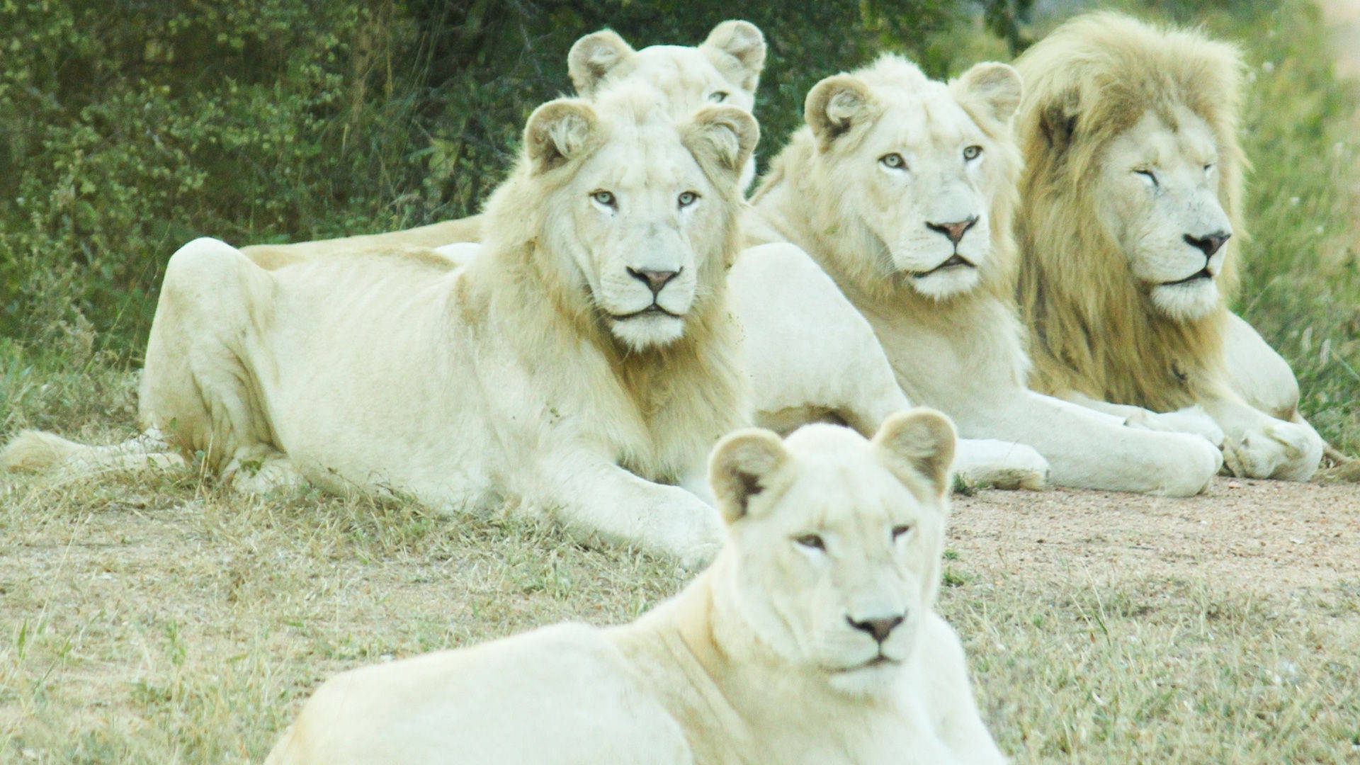 Pride Of White Lion Background