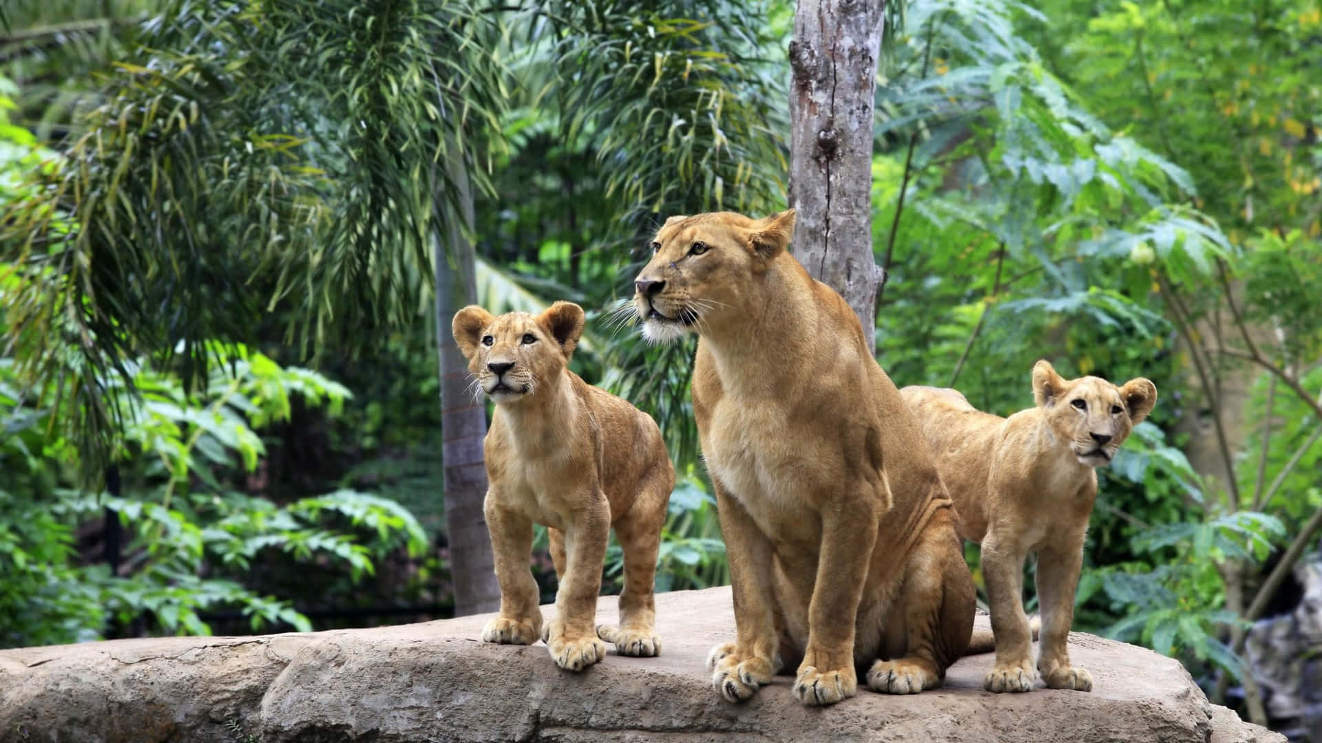 Prideof Lionson Rock Background