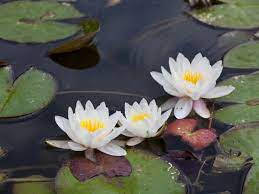 Primordial Beauty Of Water Lily In Pond