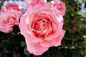 Princess Alexandra Of Kent Pink Rose