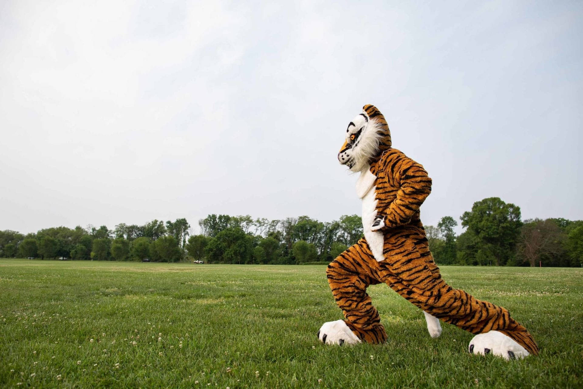 Princeton University Tiger Mascot Background