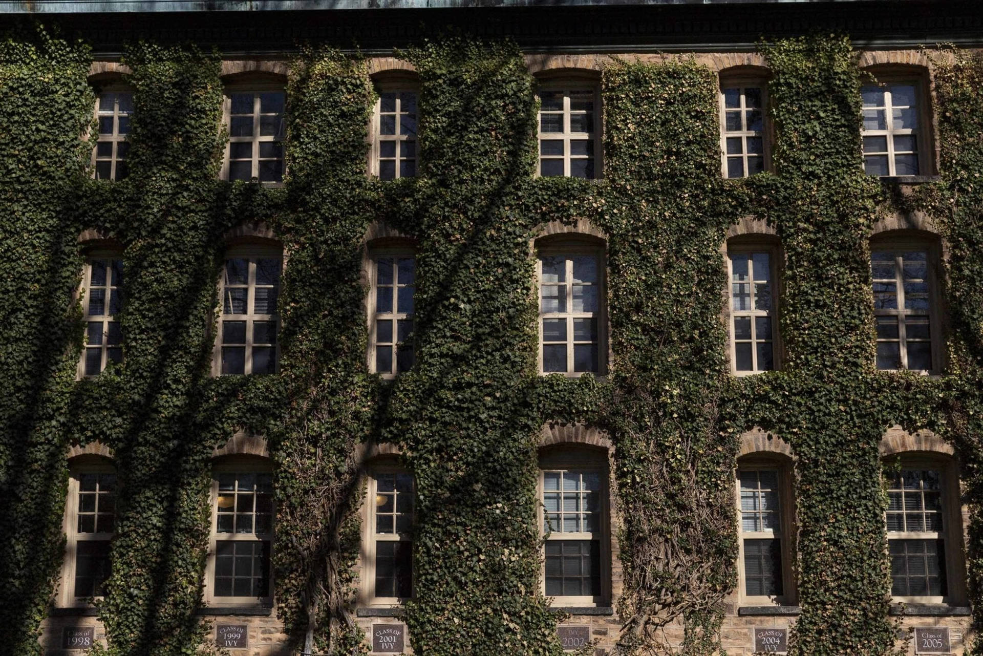 Princeton University Vine Wall Background