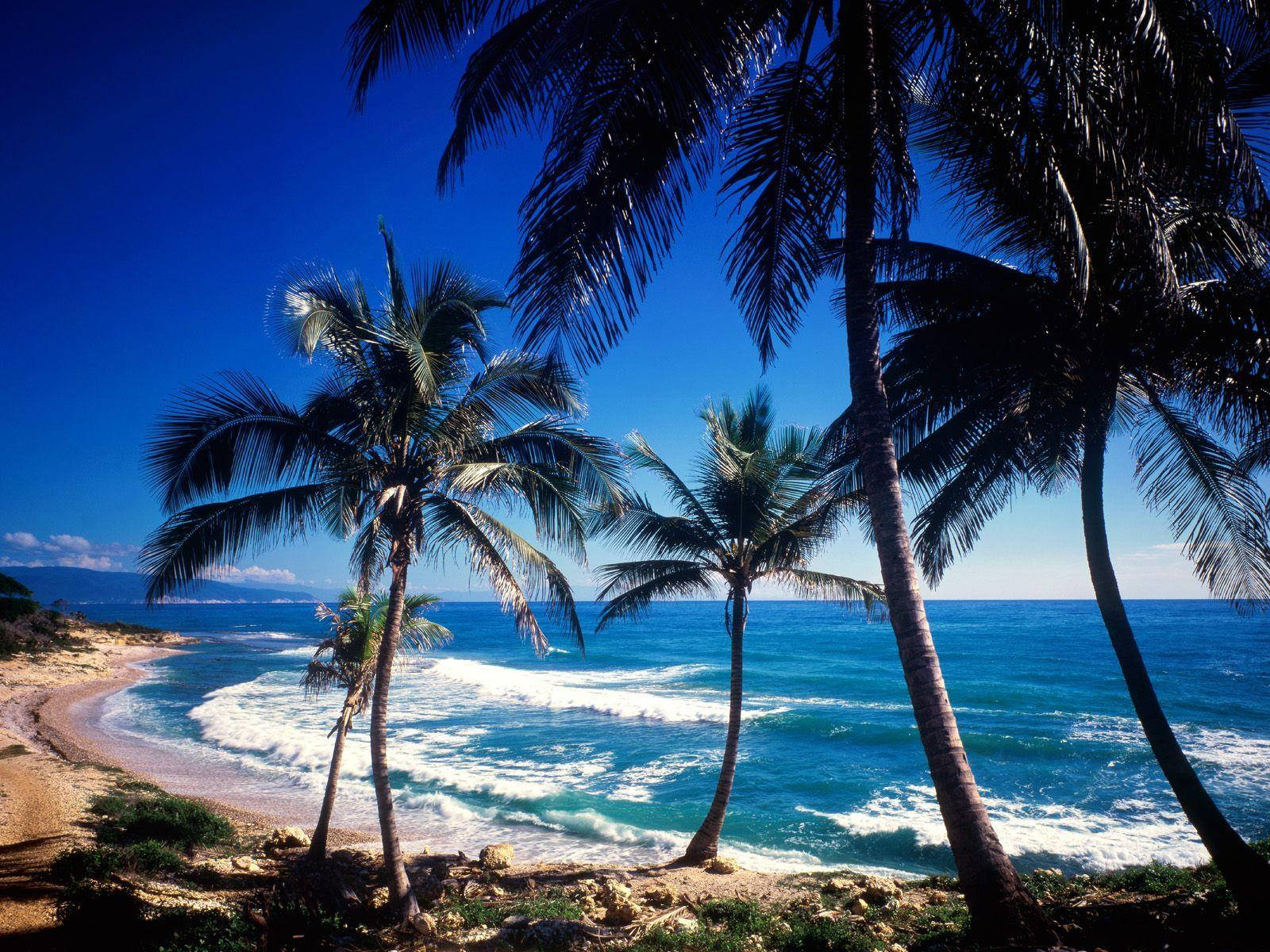 Pristine Beach Of The Dominican Republic