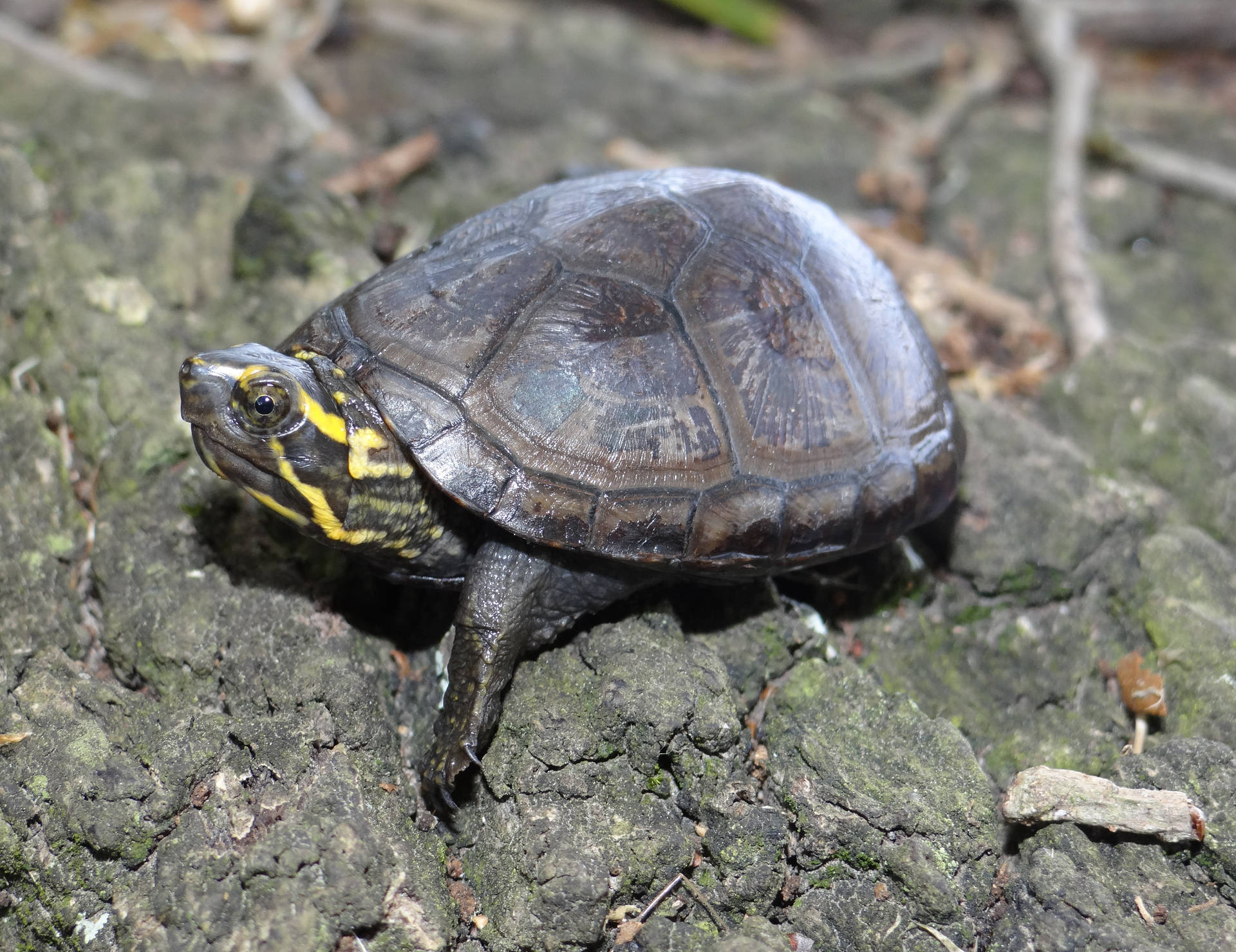 Pristine Mud Turtle Showcasing Its Dark Brown Shell Background