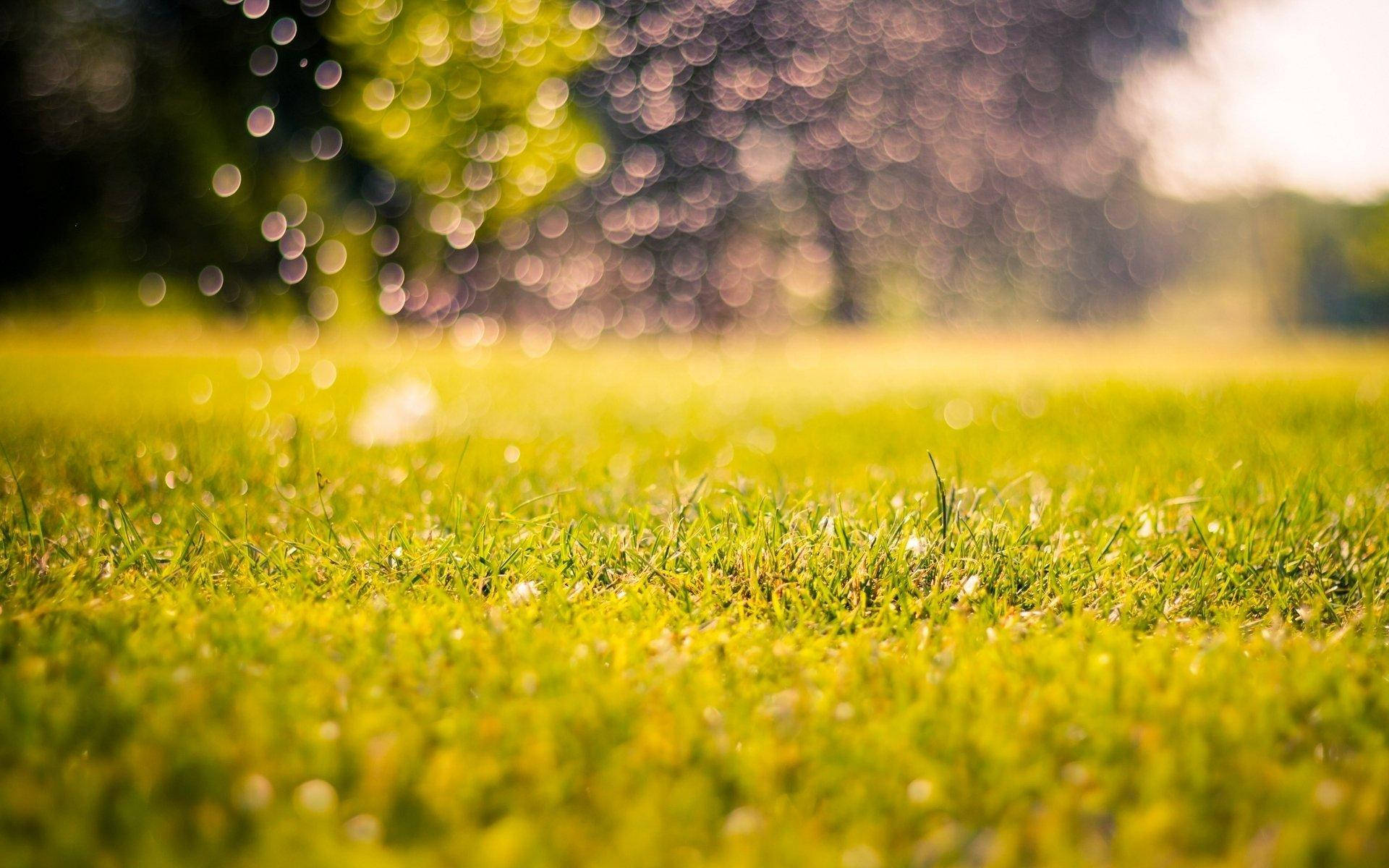 Pristine Nature Blurred Grass Background