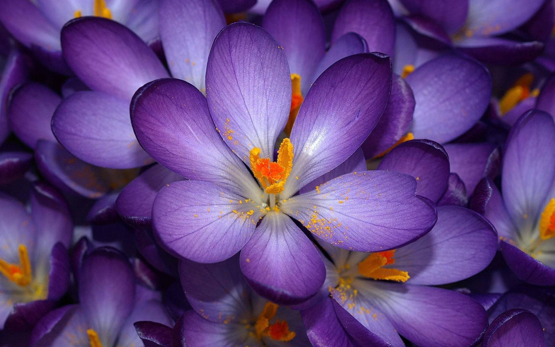 Pristine Saffron Crocus In Blossom