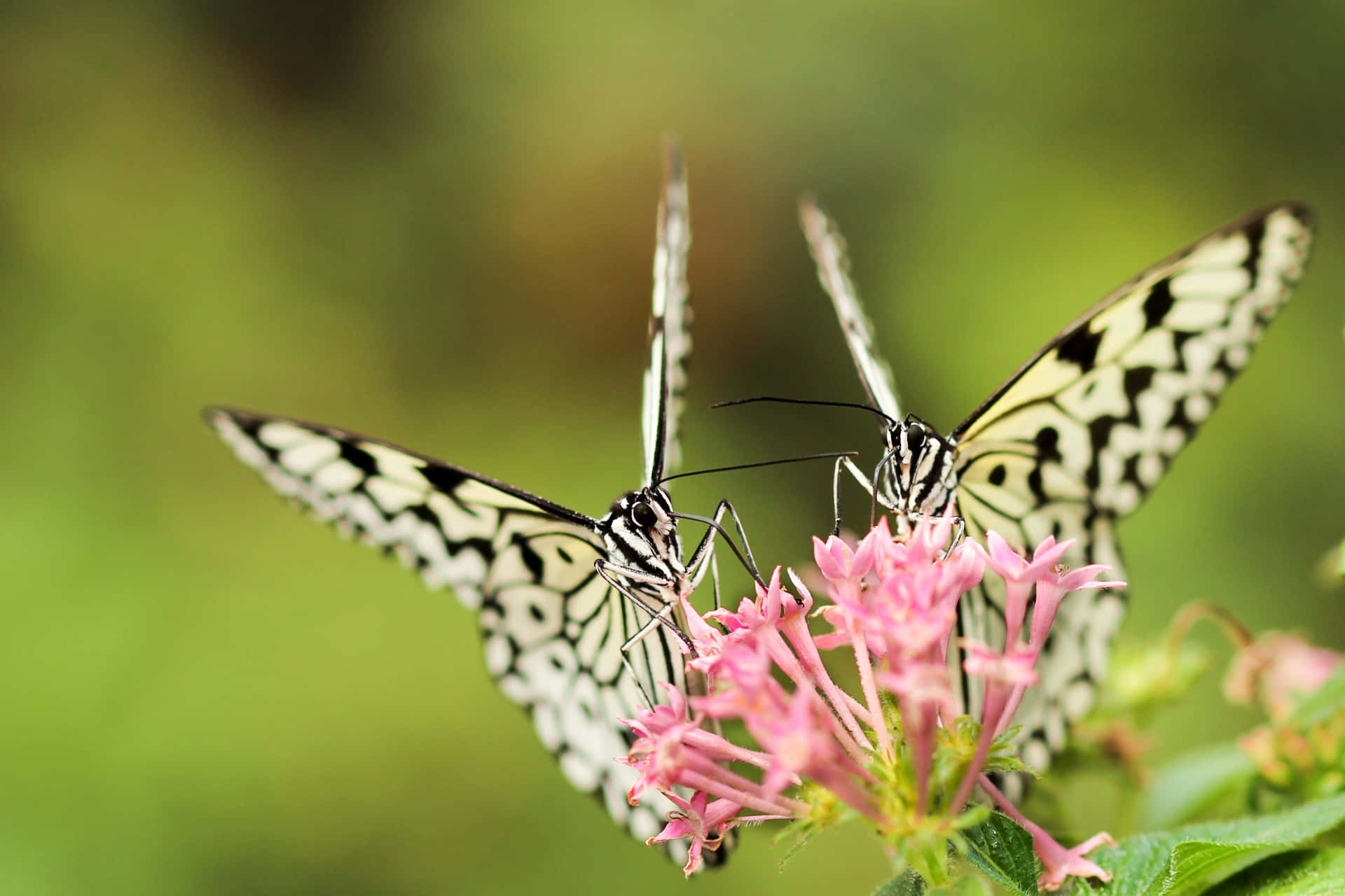 Professional Capture Flowers And Butterflies. Background