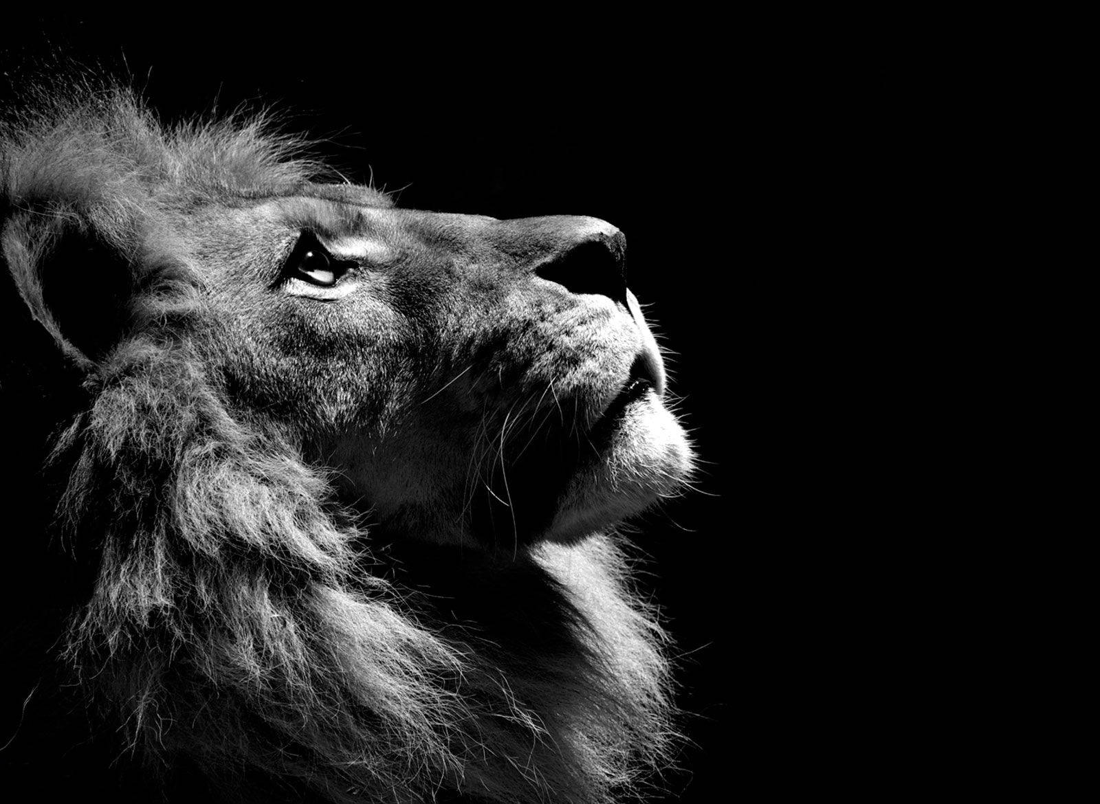 Profile Picture Animal Lion Portrait Background