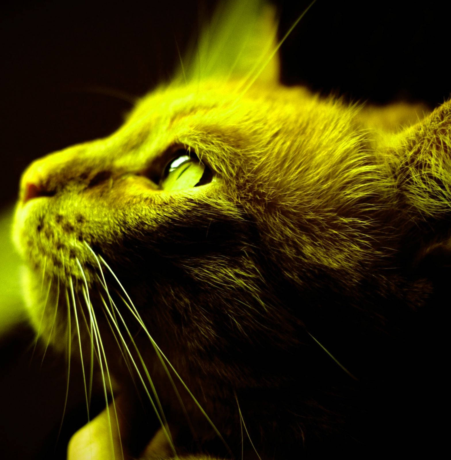 Profile Picture Yellow Cat Portrait