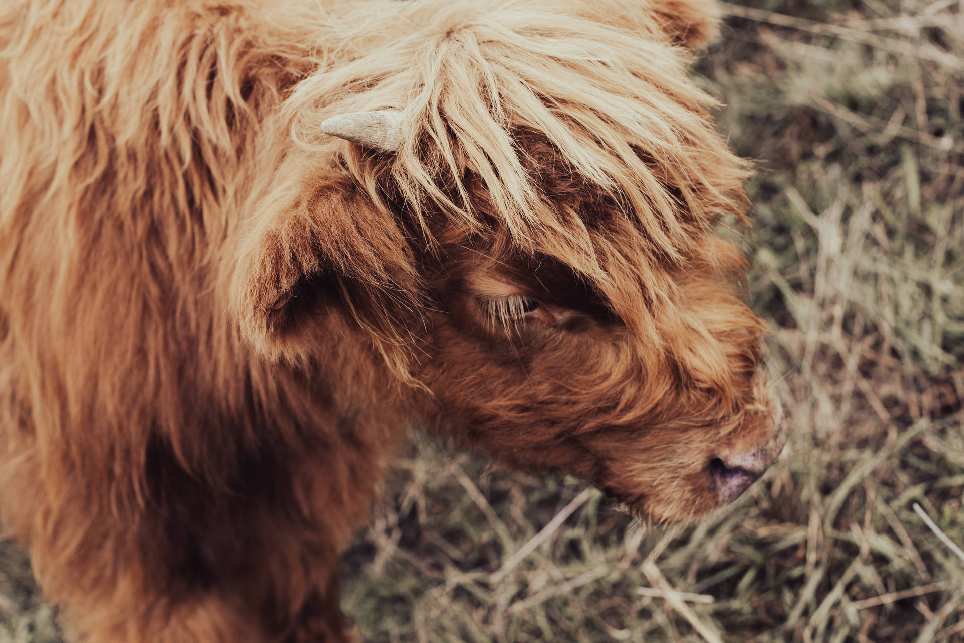 Profile Shot Of Cute Brown Cow