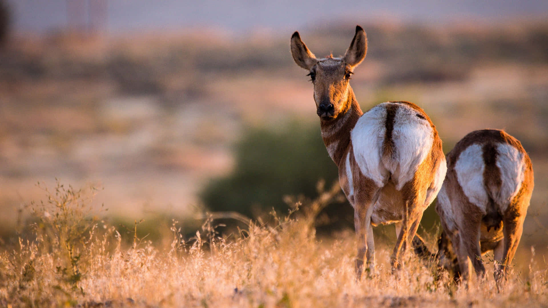 Pronghorns Grazing In Great Plain 4k Monitor Background