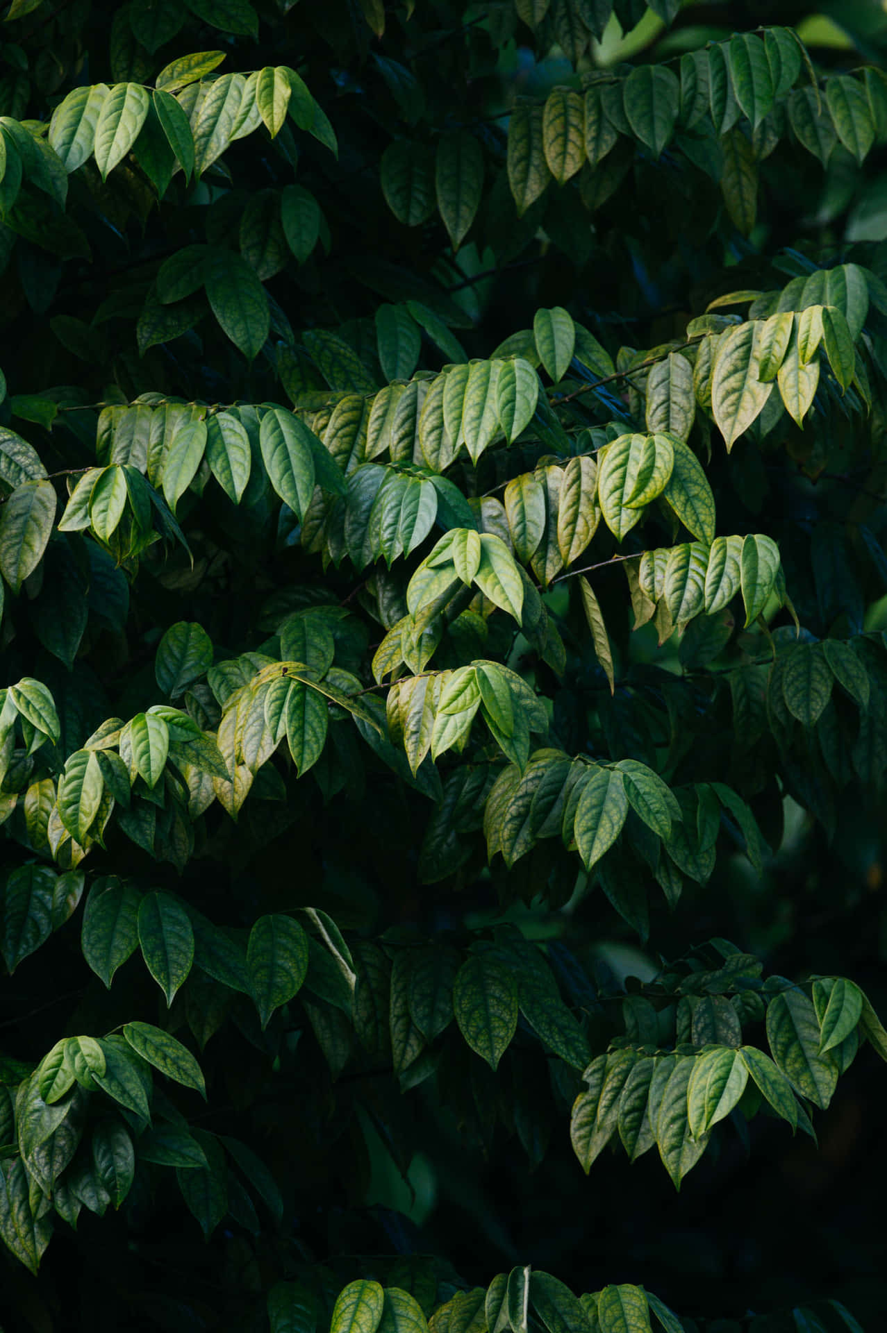 Proper Green Leaf Portrait Background