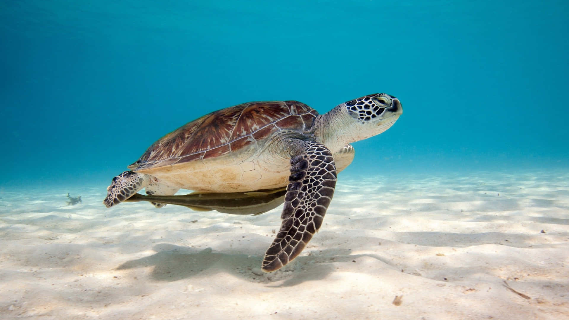 Protect Your Iphone With An Adorable Turtle Hd Wallpaper