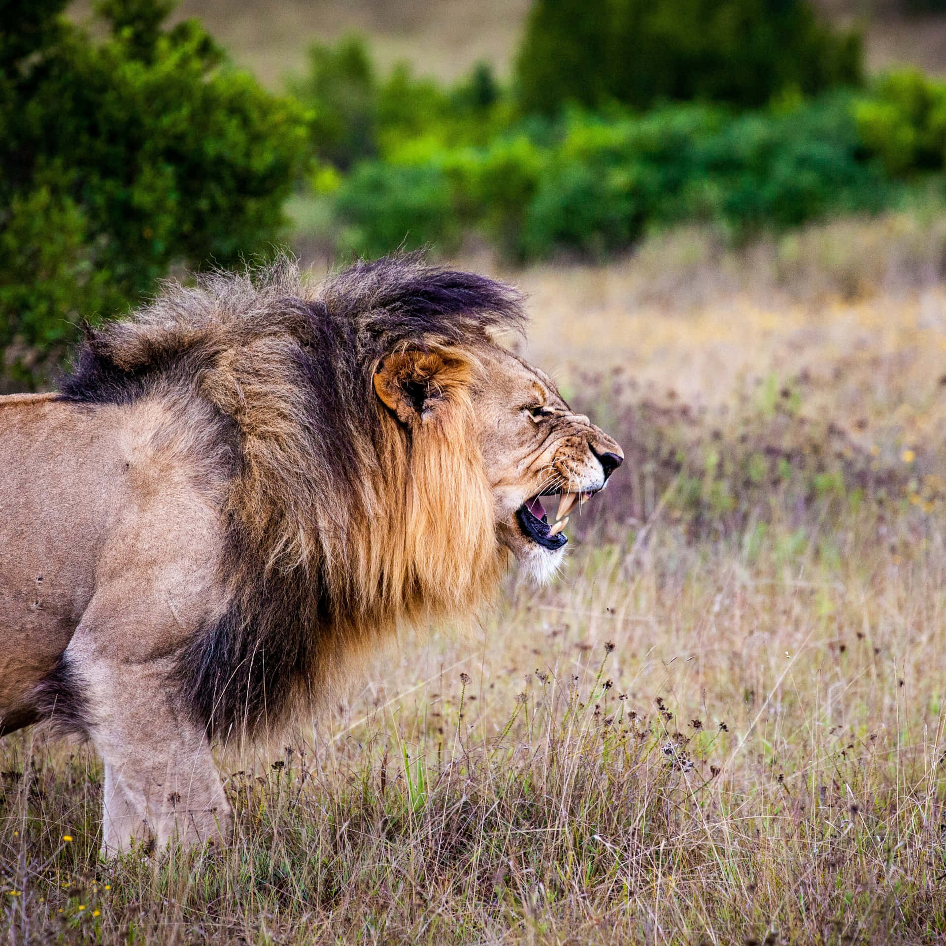 Protective Roaring Lion Background