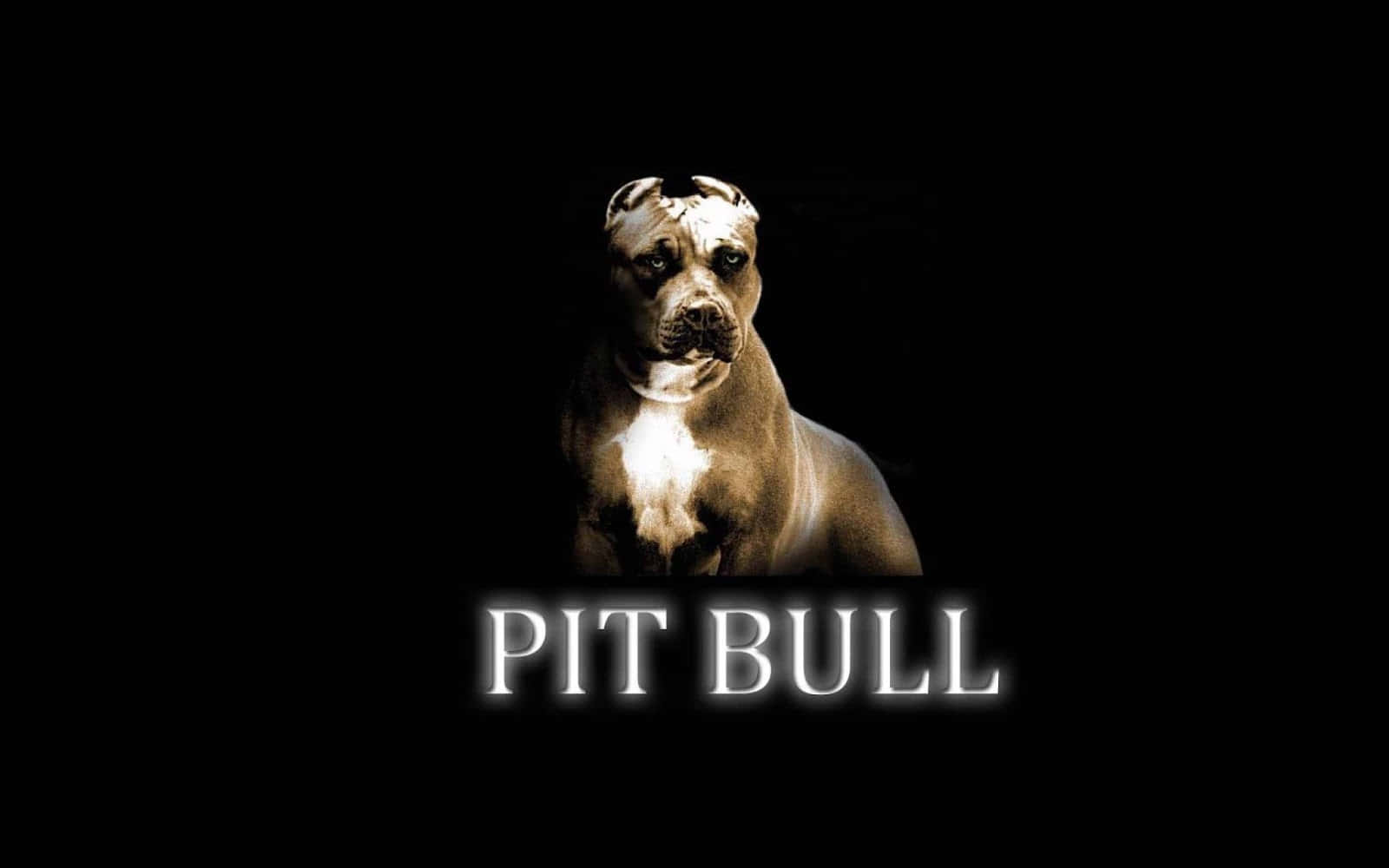 Proud And Loyal Black Pitbull Background