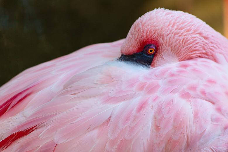 Proud Greater Pink Flamingo Background