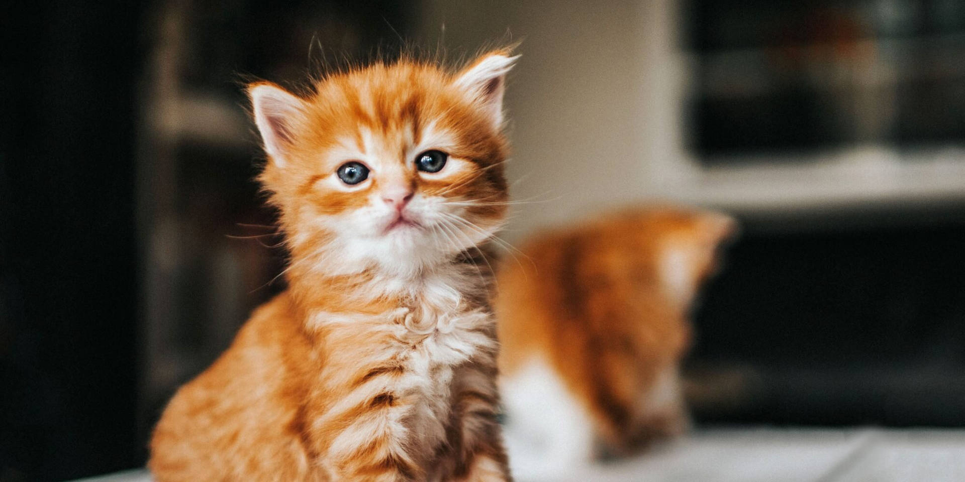 Proud Strutting Orange Kitten